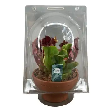 Fleischfressende Pflanzen Schlauchpflanze Mix H 30 cm 16 cm Terracotta Topf Fleischfressende Pflanzen Schlauchpflanze Mix H 30 cm 16 cm Terracotta Topf