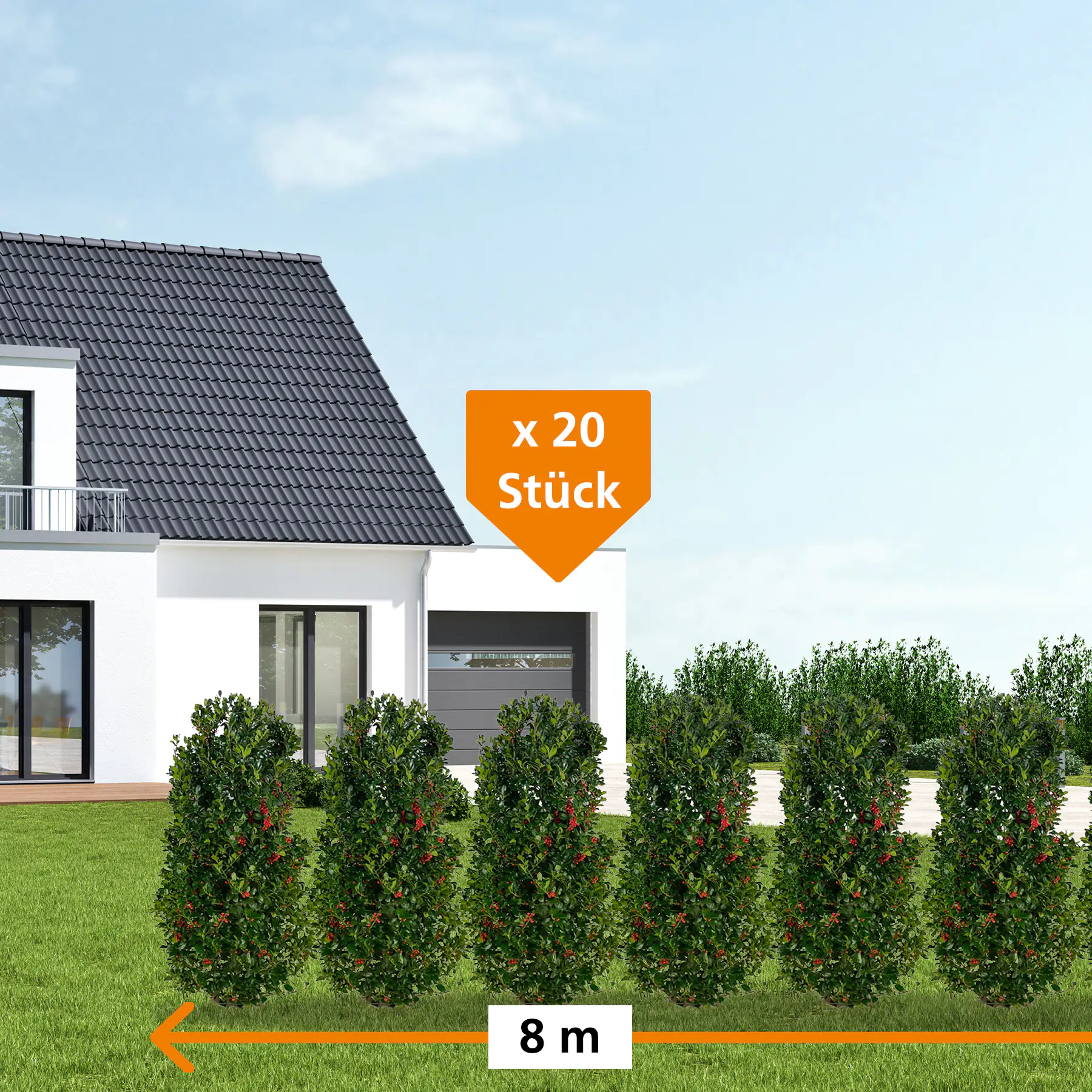 Stechpalme Ilex merservae Heckenfee H 100 - 120 cm, 20 Stück