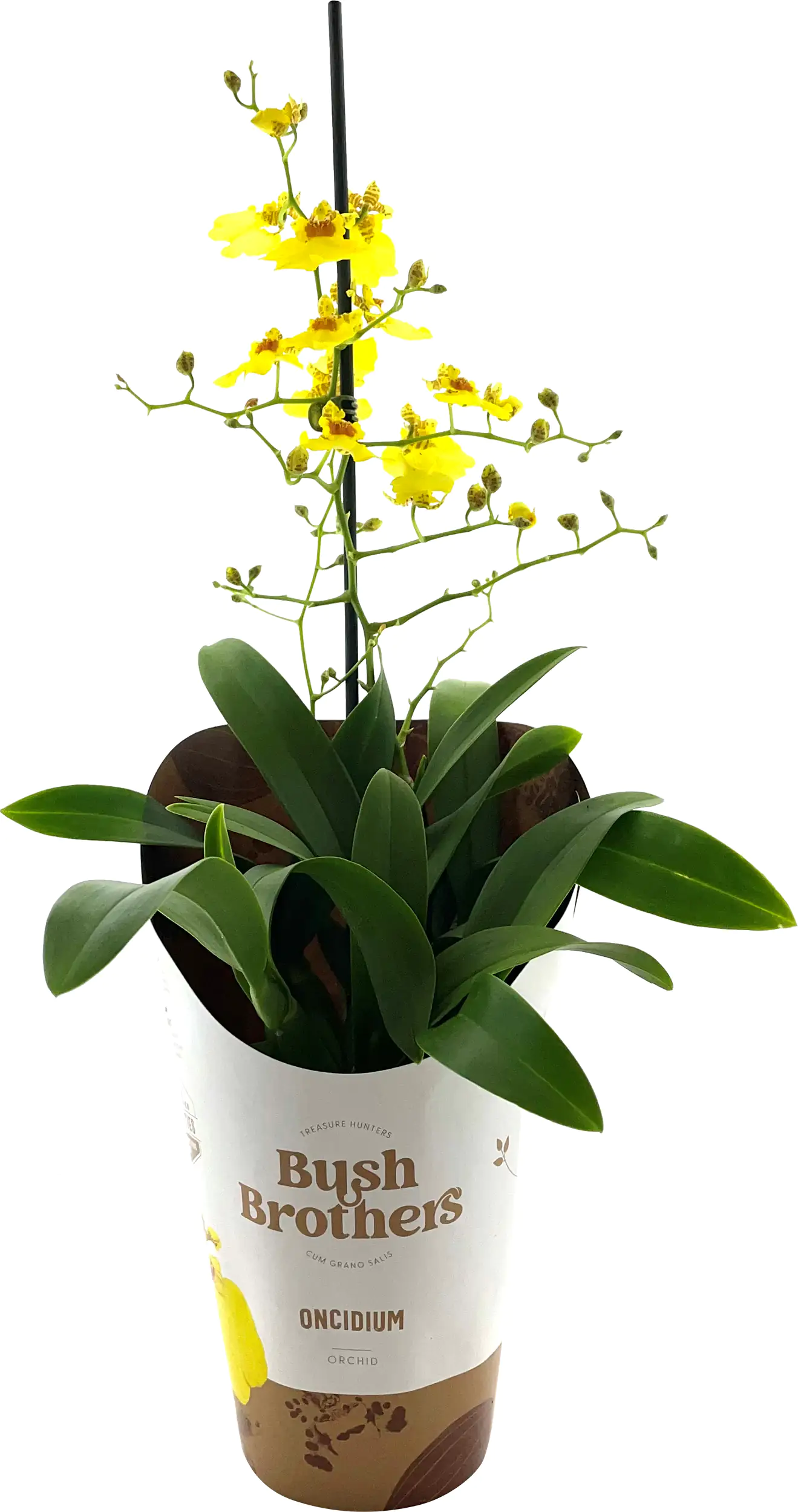 Orchideen exotische Sondersorten Mix 12 cm Topf Orchideen exotische Sondersorten Mix 12 cm Topf