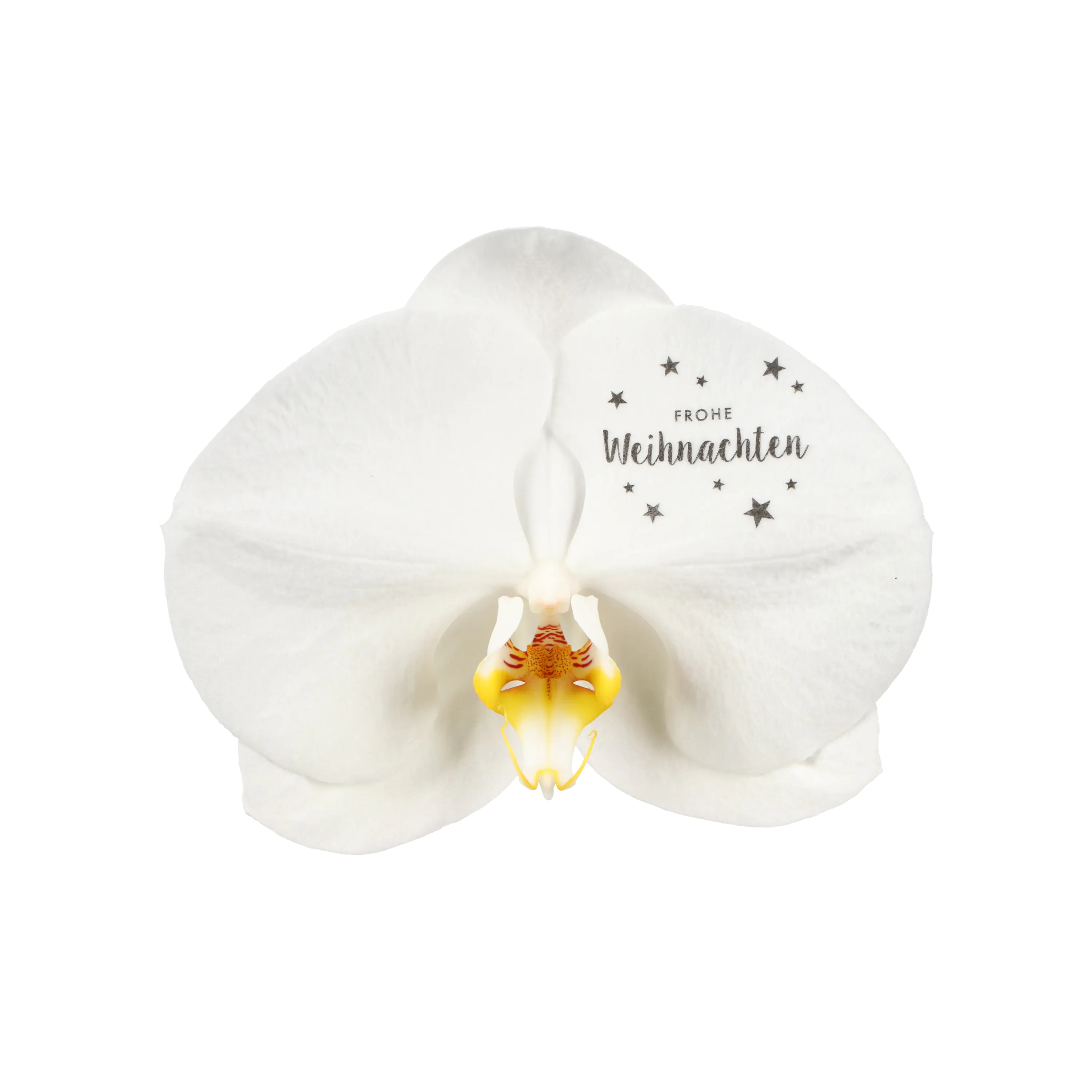 Schmetterlingsorchidee in 9 cm Keramiktopf ca. 40 cm hoch