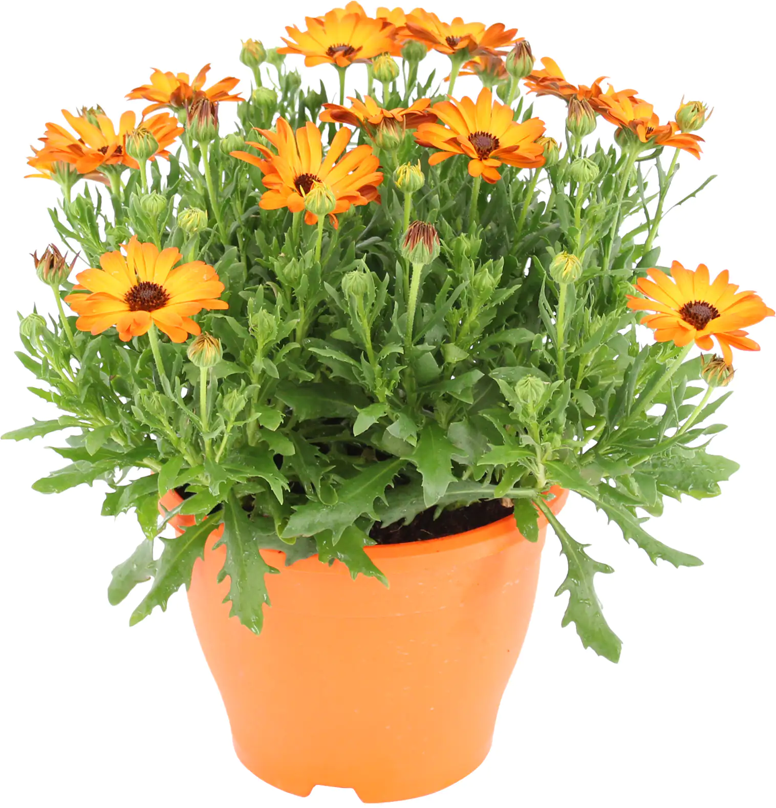 Kapkörbchen Osteospermum H ca 25 cm 19 cm Topf