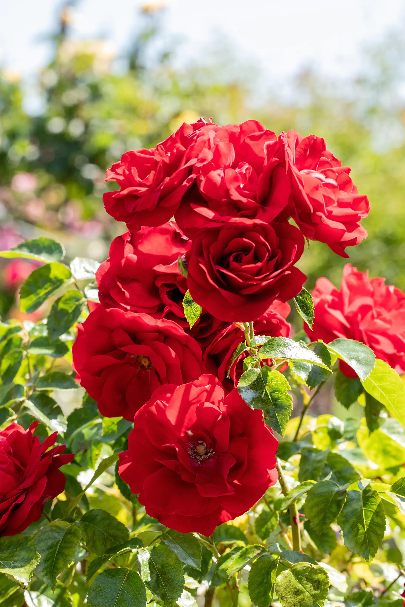 Kletterrose 5 l Container