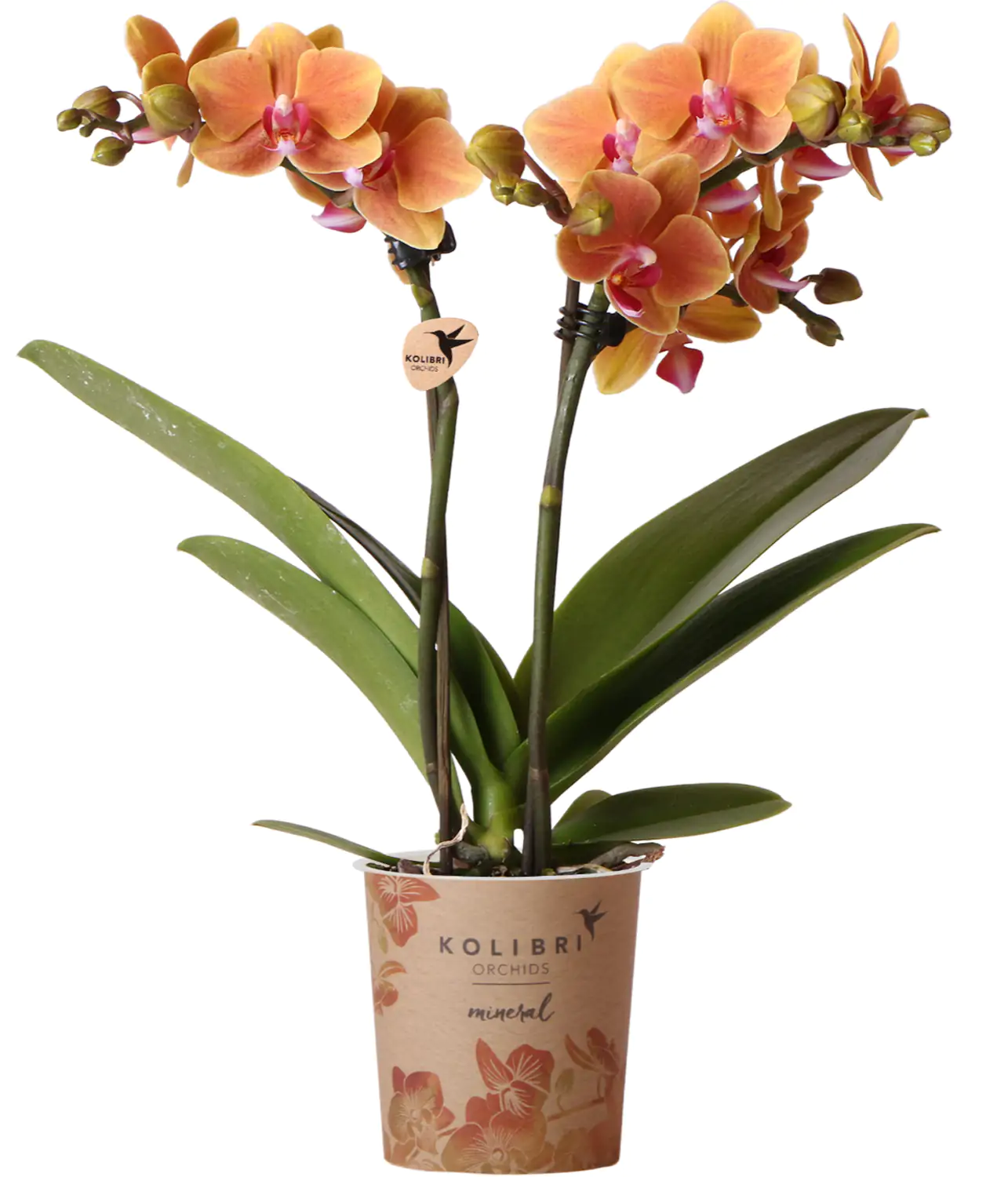 Orchidee Phalaenopsis Kolibrie 2 Triebe 9 cm Topf ca. 40 cm hoch