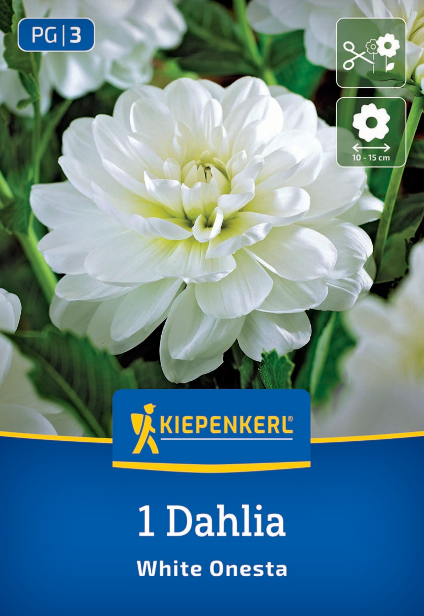 Kiepenkerl Frühjahrsblumenzwiebel Seerosen-Dahlie White Onesta 1 Stück