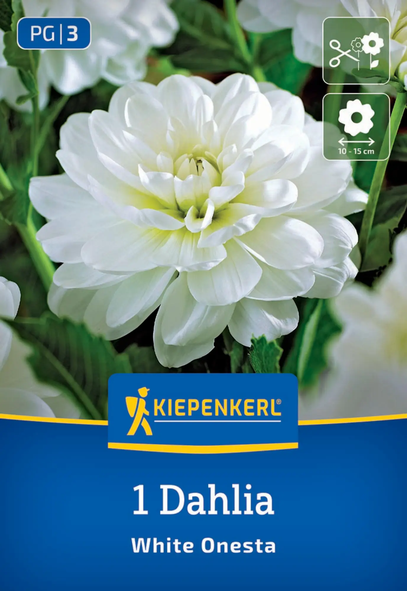 Kiepenkerl Frühjahrsblumenzwiebel Seerosen-Dahlie White Onesta 1 Stück