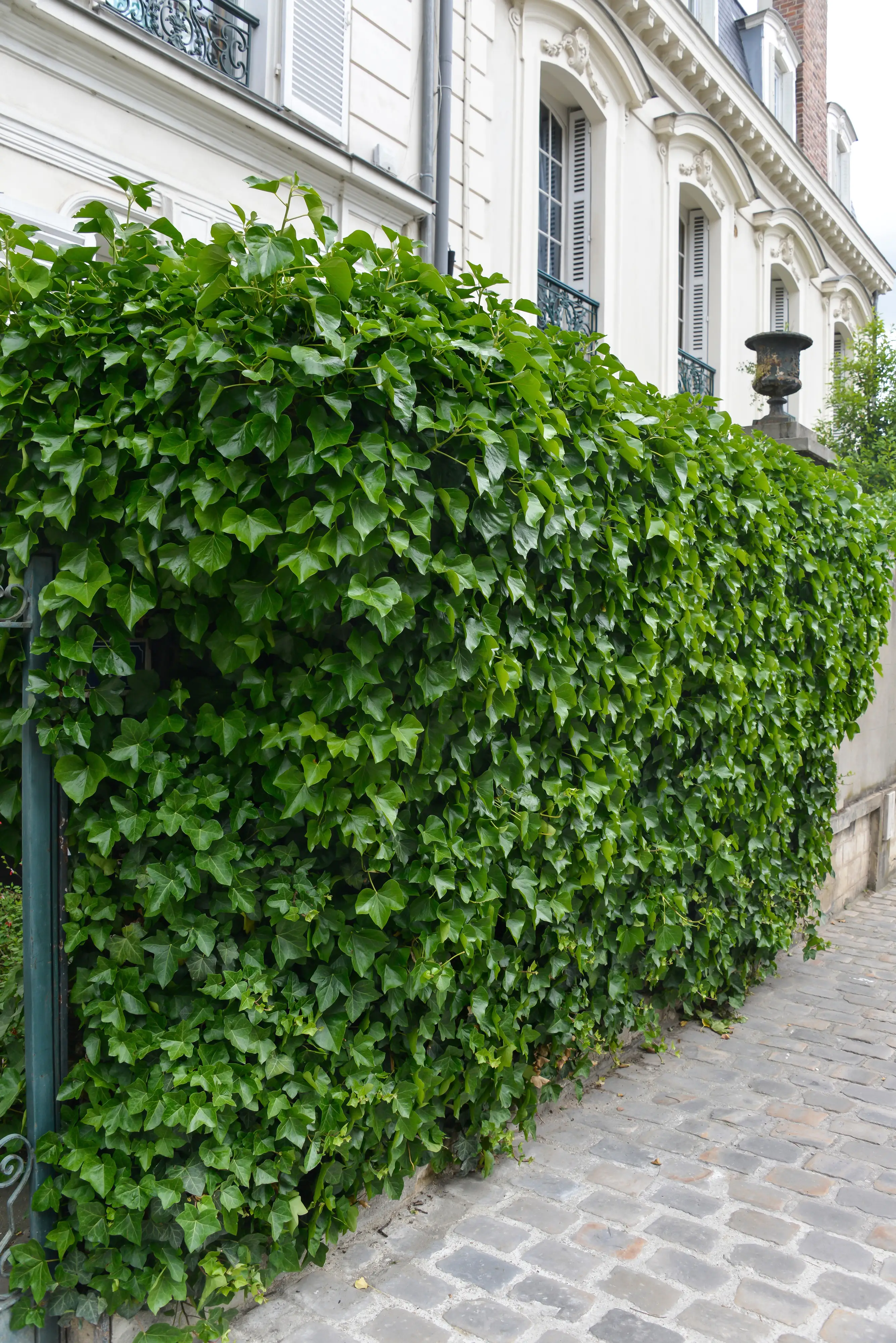 Großblättriger Efeu Hedera helix hibernica H 160 - 180 cm, 75 Stück