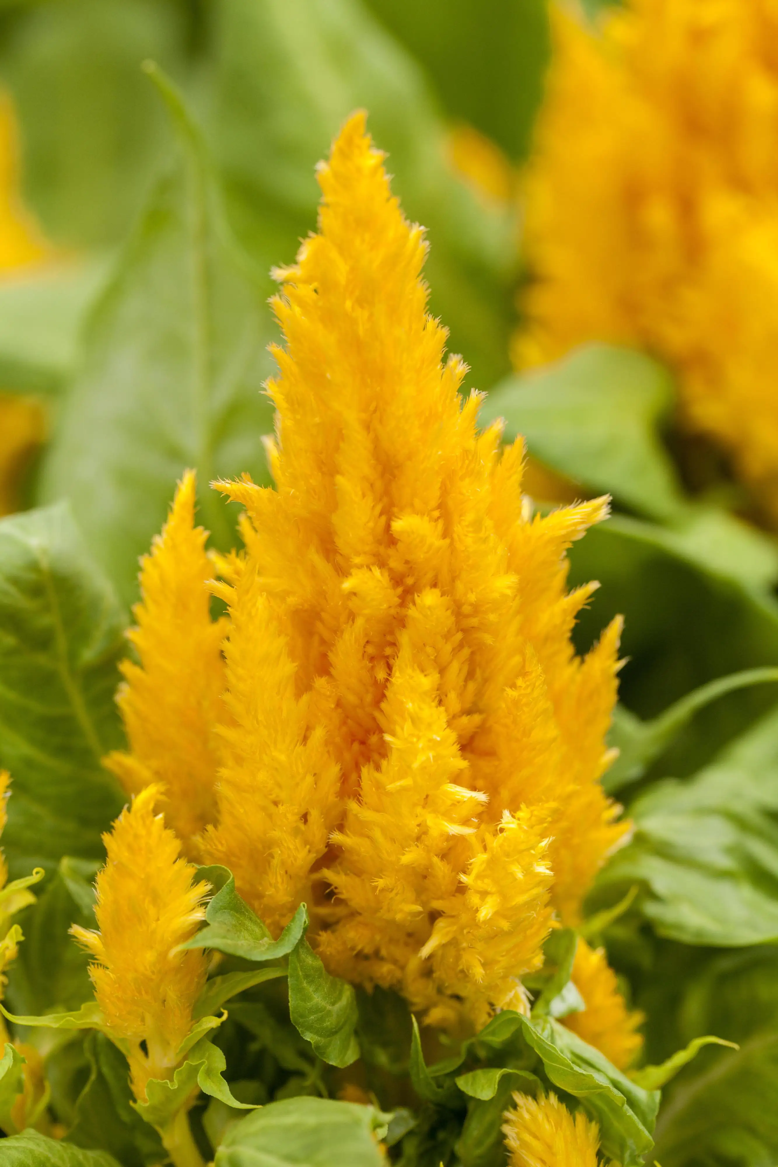 Celosia plumosa Trio rot-gelb-orange 13cm Topf