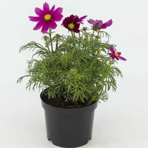 Schmuckkörbchen Cosmos bipinnatus 12 cm Topf Schmuckkörbchen Cosmos bipinnatus 12 cm Topf