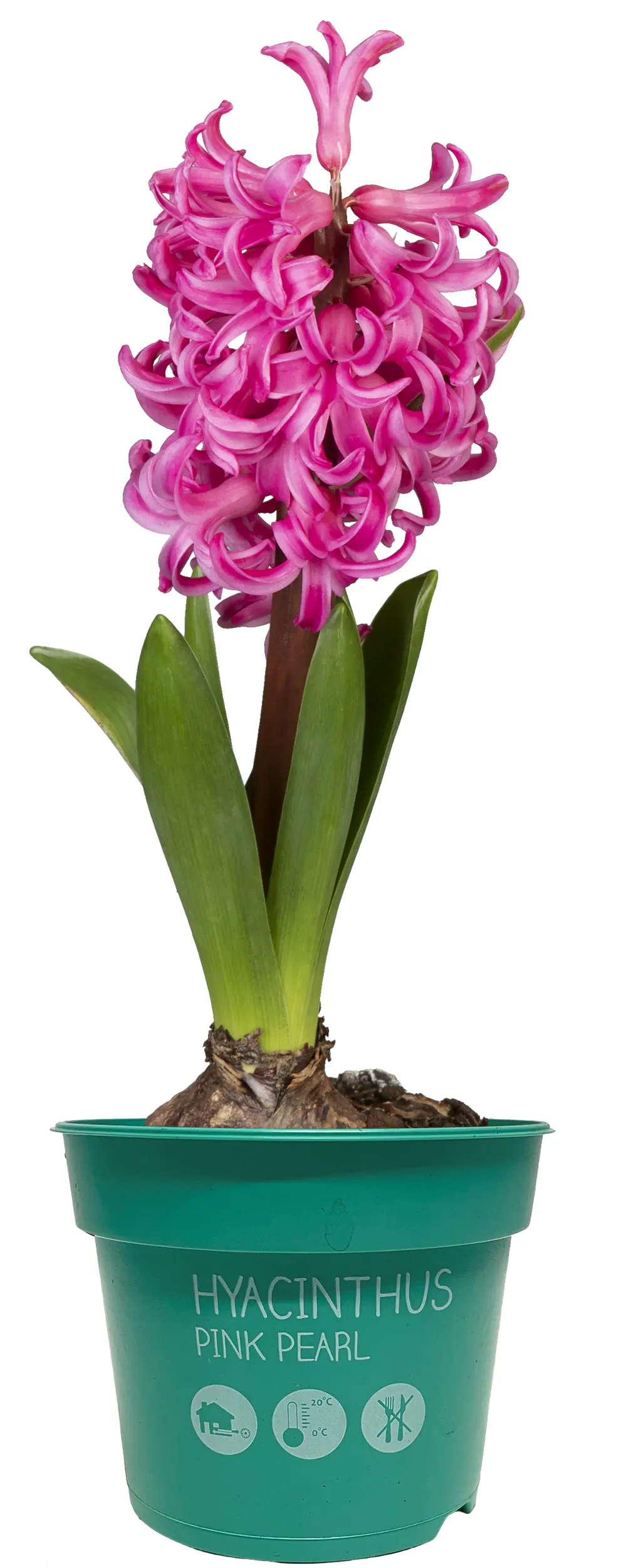 Premium Zwiebelpflanzen Hyacinthus Hyazinthe 12 cm Topf