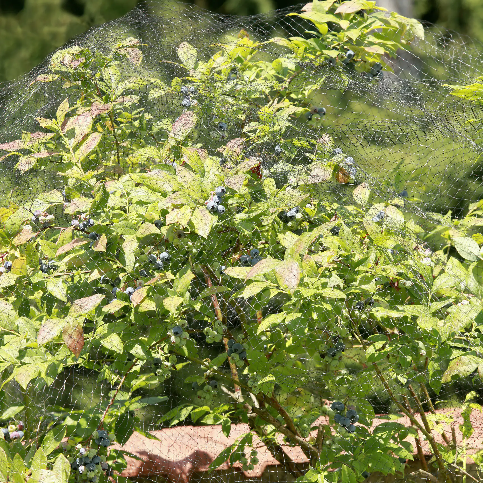 Windhager Vogelschutznetz Ortonet 10 x 2 m