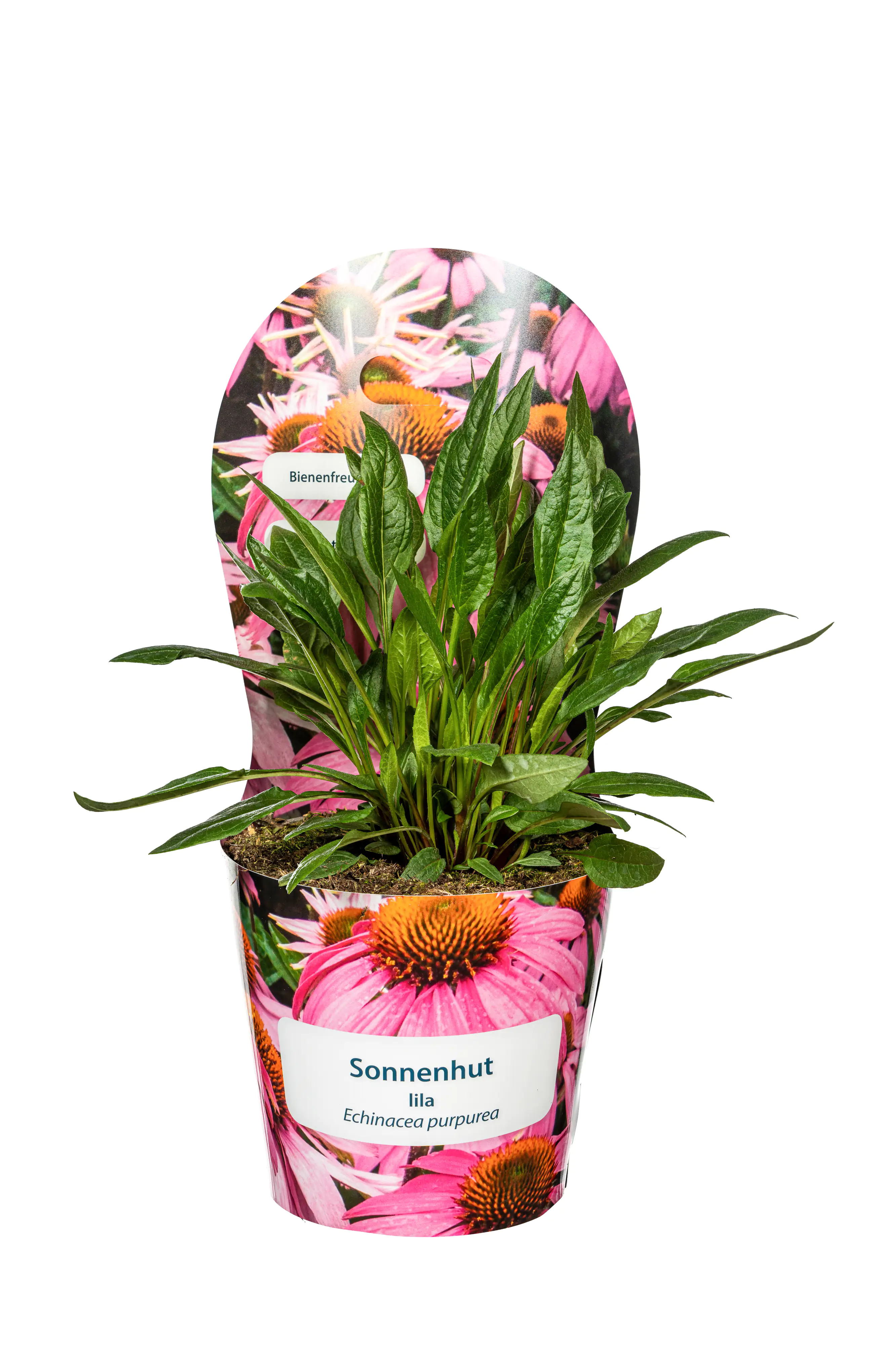 Sonnenhut Echinacea purpurea 19 cm Topf