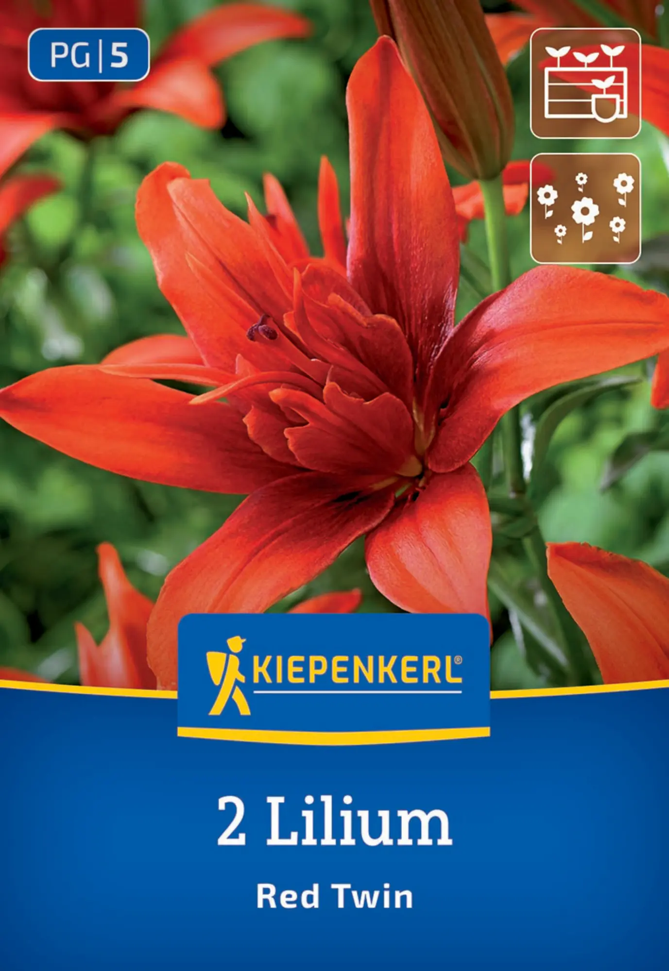 Kiepenkerl Frühjahrsblumenzwiebel Asiatische Lilie Red Twin 2 Stück