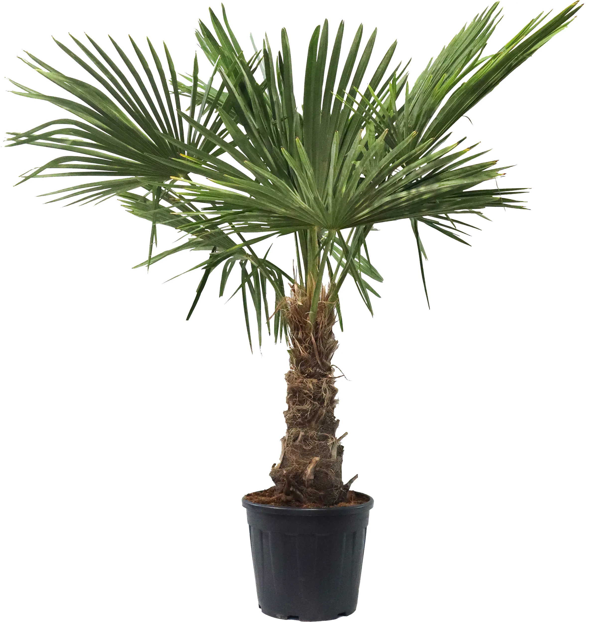 Trachycarpus fortunei Chinesische Hanfpalme 36 cm Topf