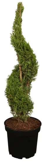 Lebensbaum Spirale 18 L, Höhe ca. 110 - 130 cm