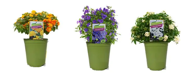 Sommerflor Kübelpflanzen Busch 19 cm