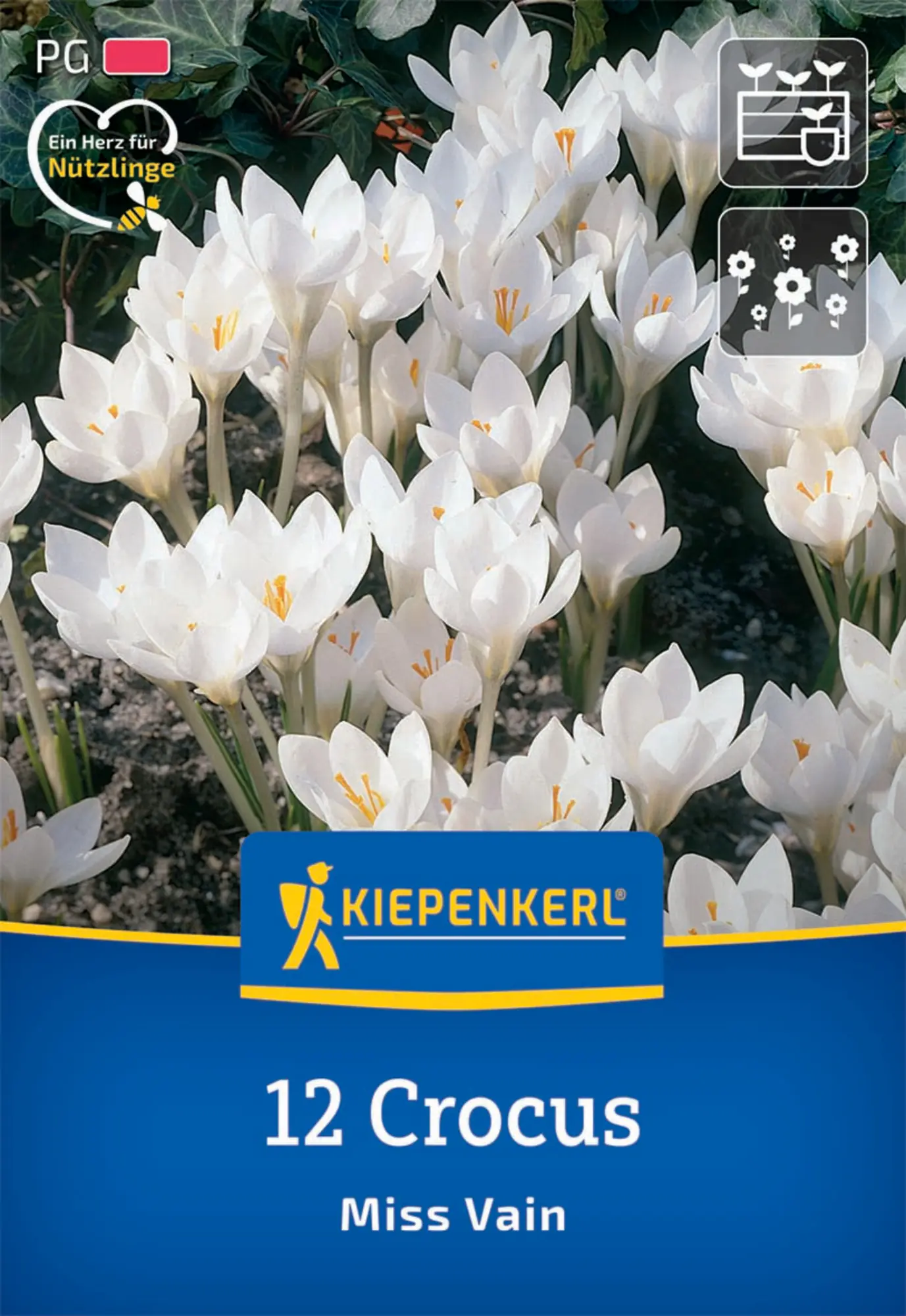 Kiepenkerl Herbstblumenzwiebel Krokus Miss Vain 12 Pflanzen