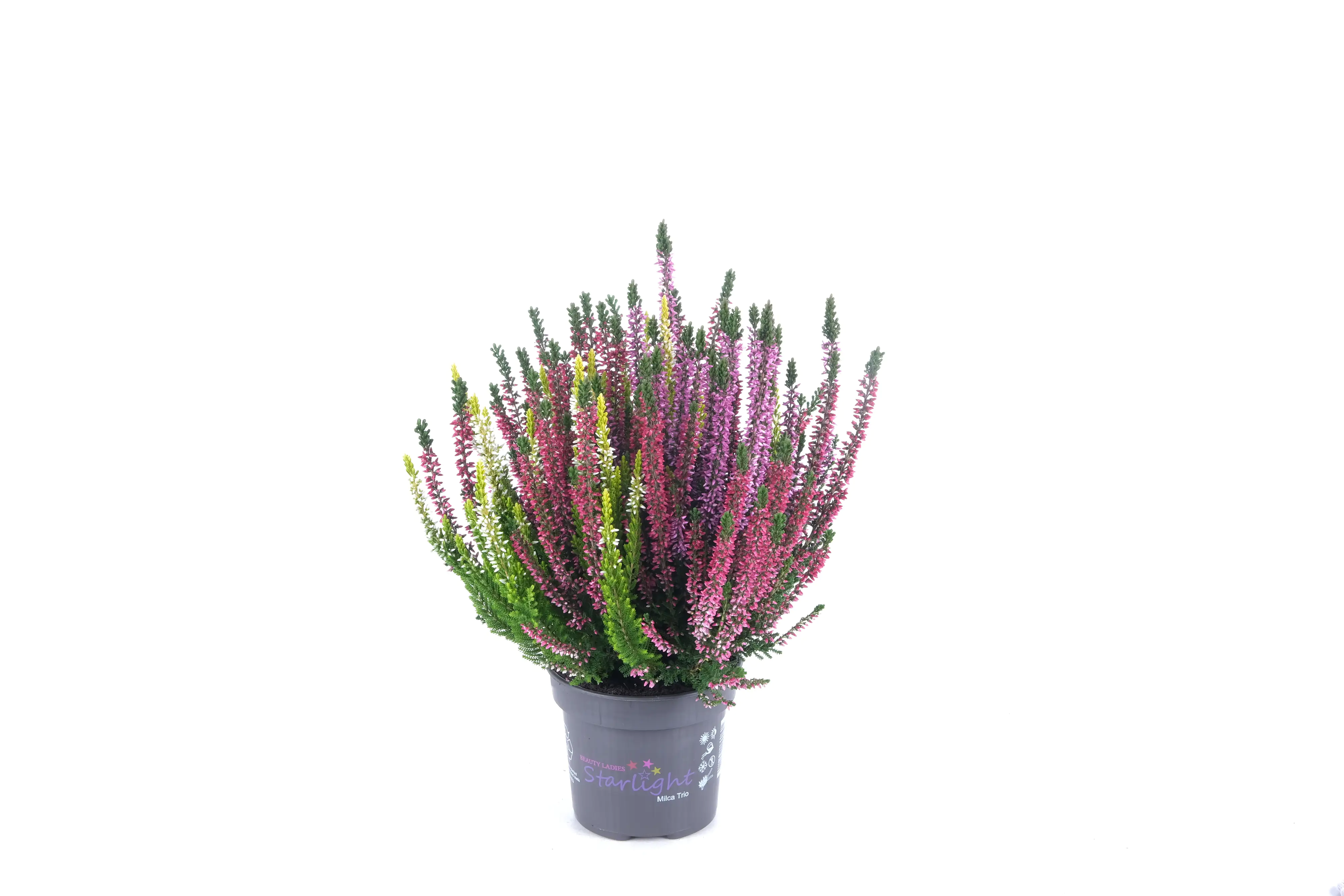 Sommerheide Calluna Beauty Ladies Starlight 13 cm Topf