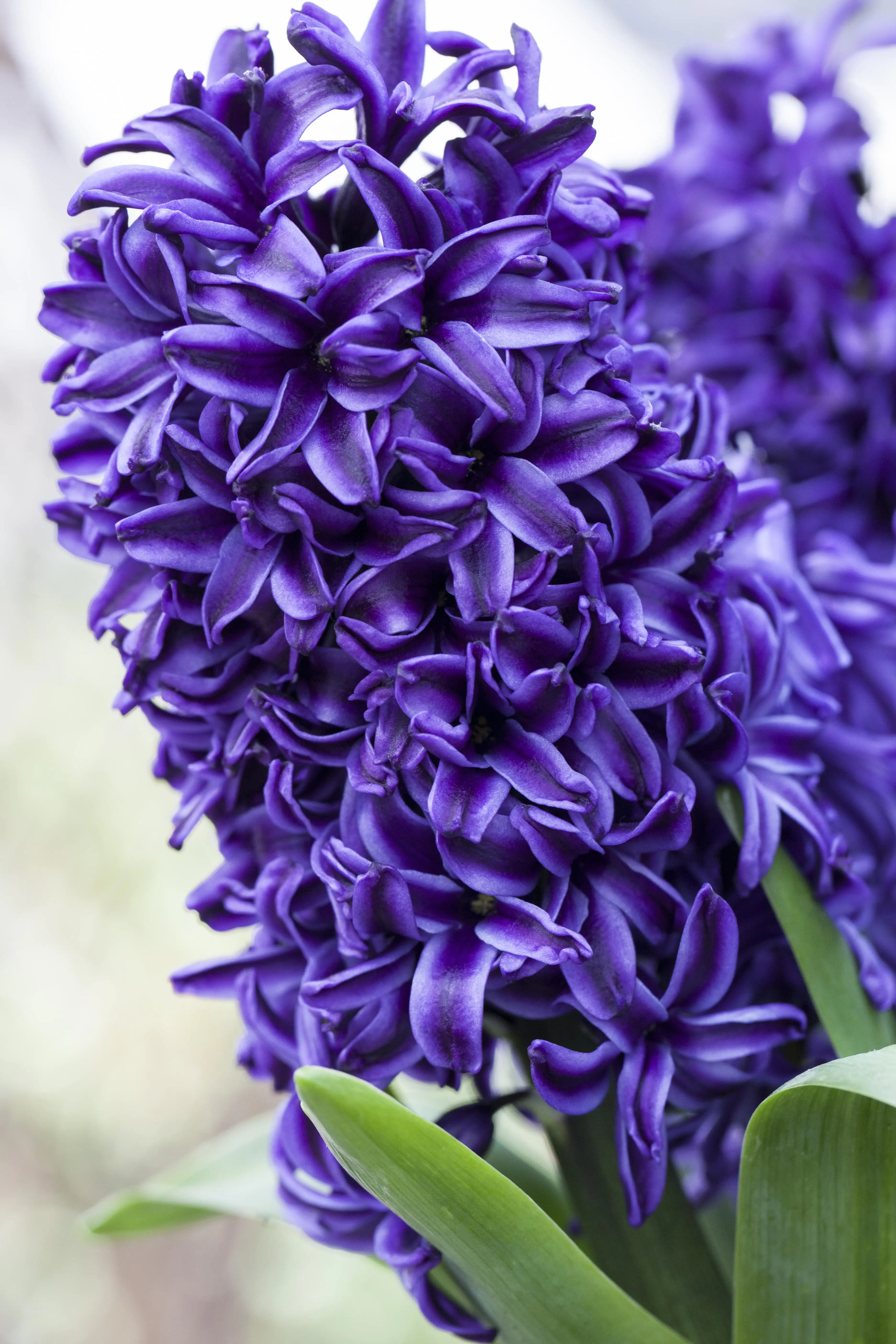 Premium Zwiebelpflanzen Hyazinthe 10 cm Topf, ca. 13 cm hoch