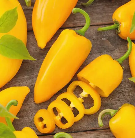 Resistente Gemüsepflanzen Snackpaprika Capsicum gelb 12 cm Topf