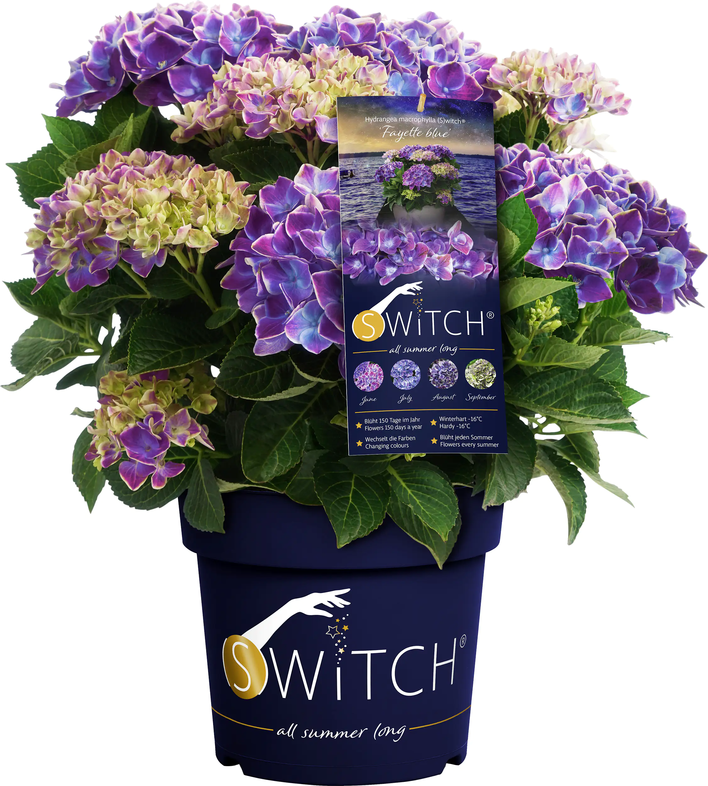 Bauernhortensie Switch Hydrangea mac. H 30-40 cm 3L Container Bauernhortensie Switch Hydrangea mac. H 30-40 cm 3L Container