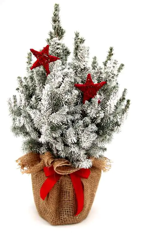 Dekorierte Zuckerhutfichte 19 cm Topf, 50 cm hoch