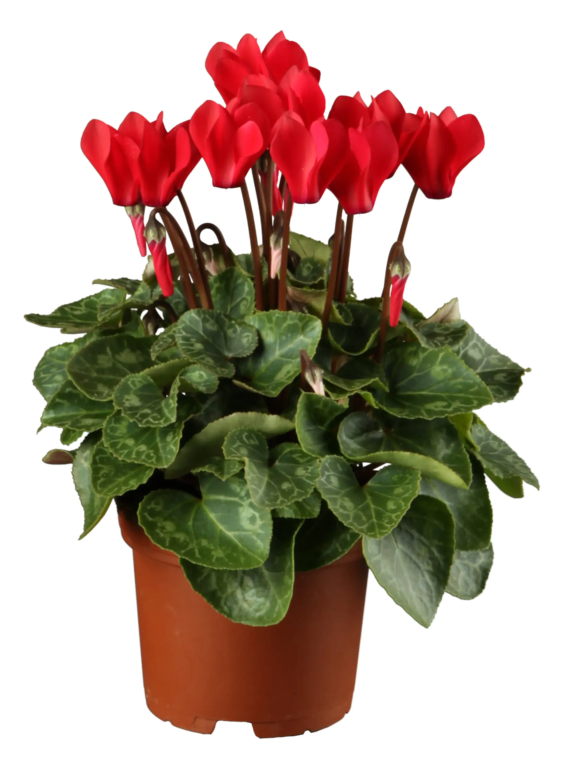 Alpenveilchen Cyclamen Verano H ca 35 cm 10,5 cm Topf Alpenveilchen Cyclamen Verano H ca 35 cm 10,5 cm Topf