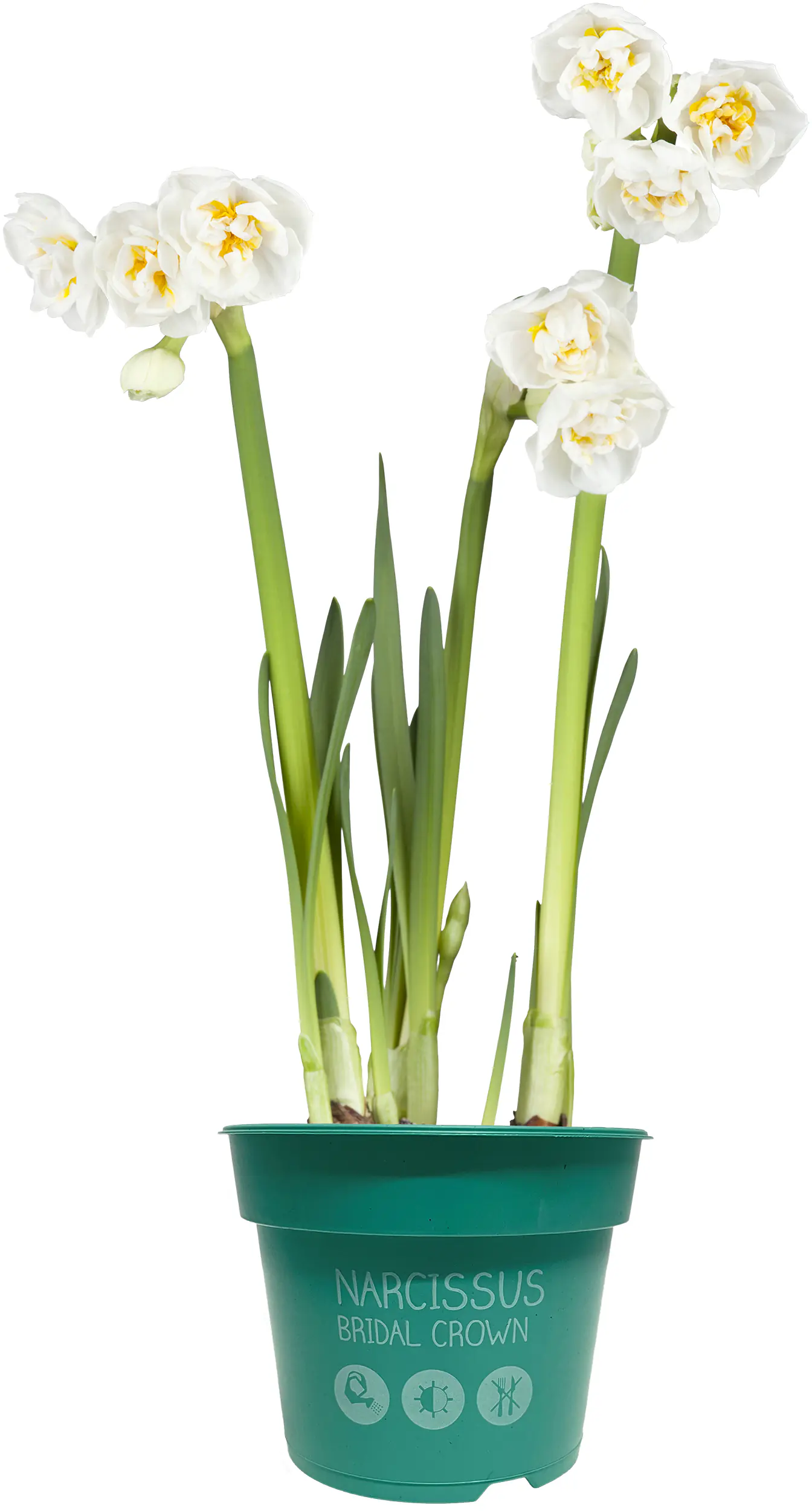 Premium Zwiebelpflanzen Narcissus Hybrid Narzissen Mix 12 cm Topf