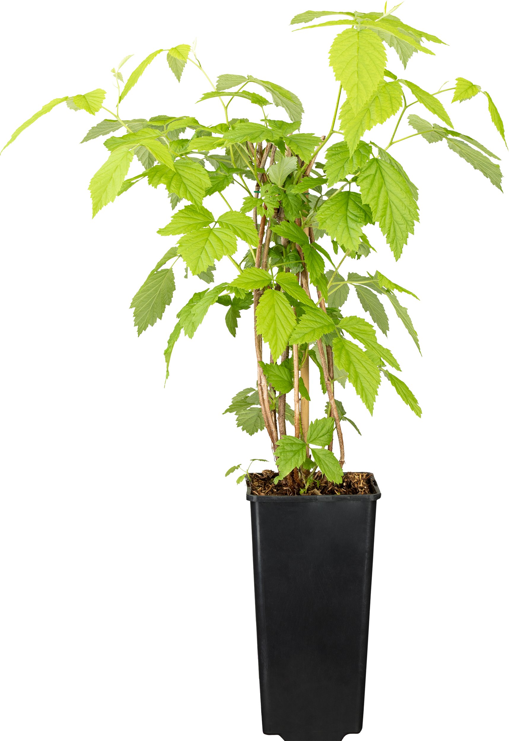 Bio Beerenobst Himbeere in Sorten Herbst 2 L Container, 30 - 40 cm hoch