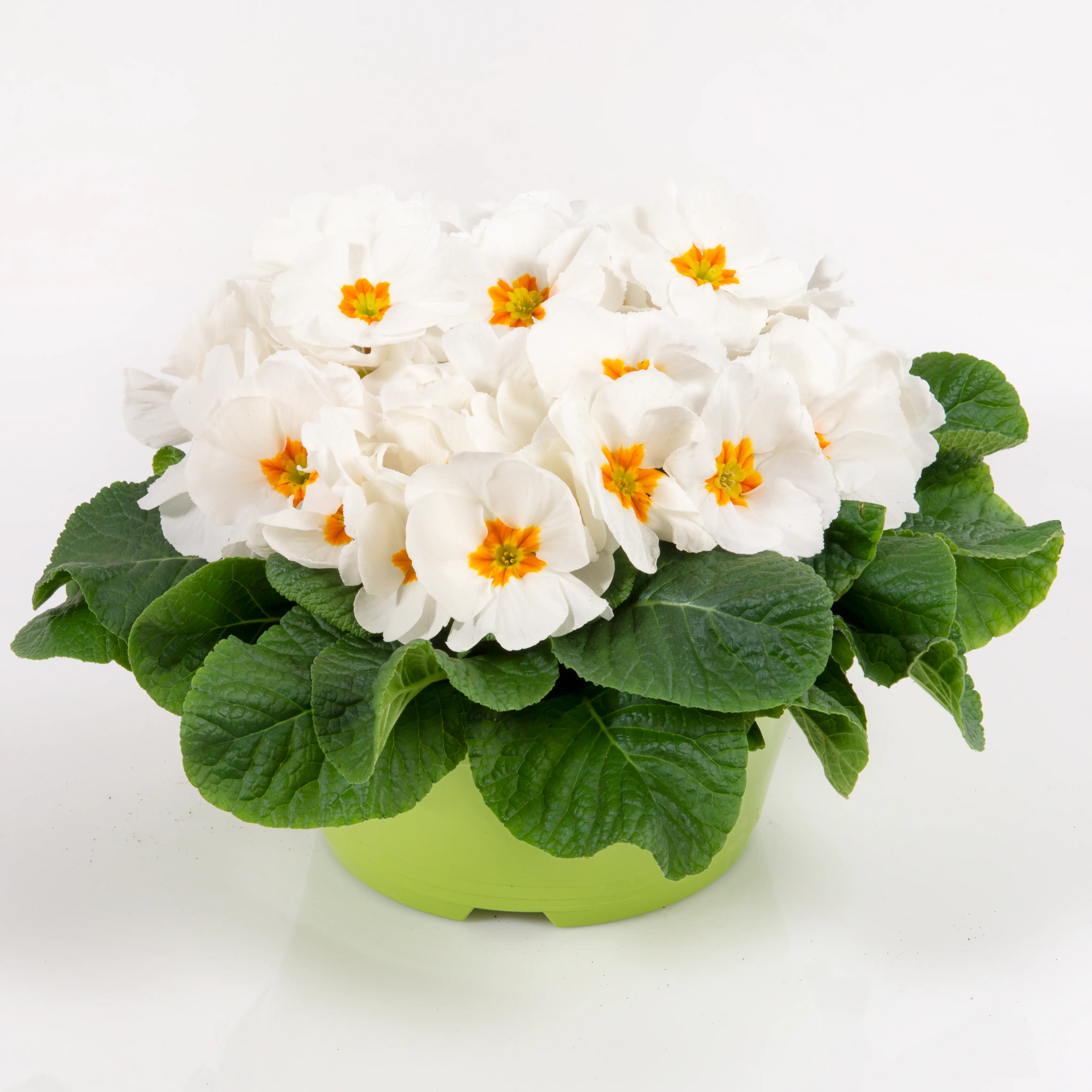 Primel Primula Acaulis 'Paradiso' H ca. 25 cm, 21 cm Schale Primel Primula Acaulis 'Paradiso' H ca. 25 cm, 21 cm Schale