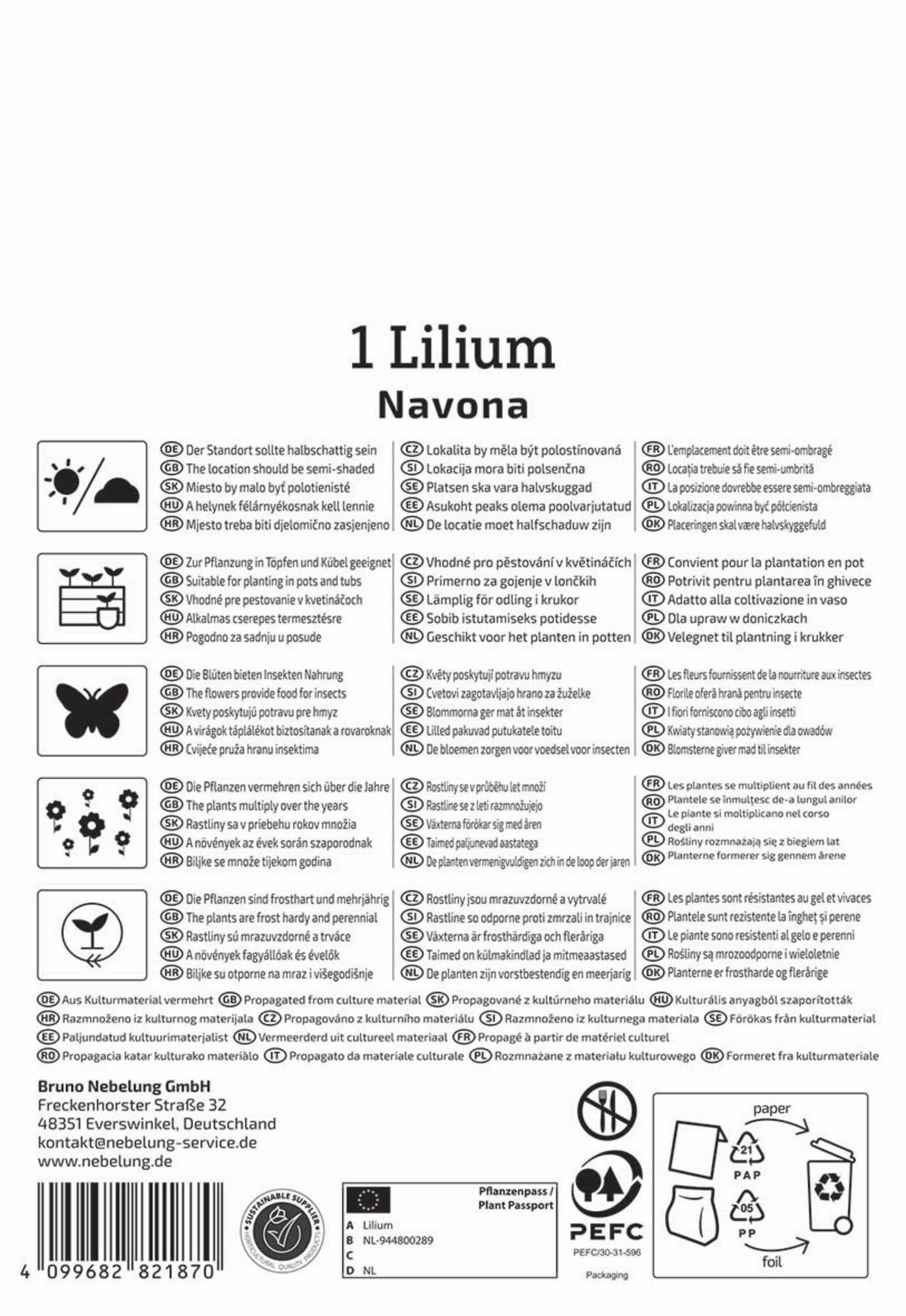 Kiepenkerl Frühjahrsblumenzwiebel Asiatische Lilie Navona 1 Stück