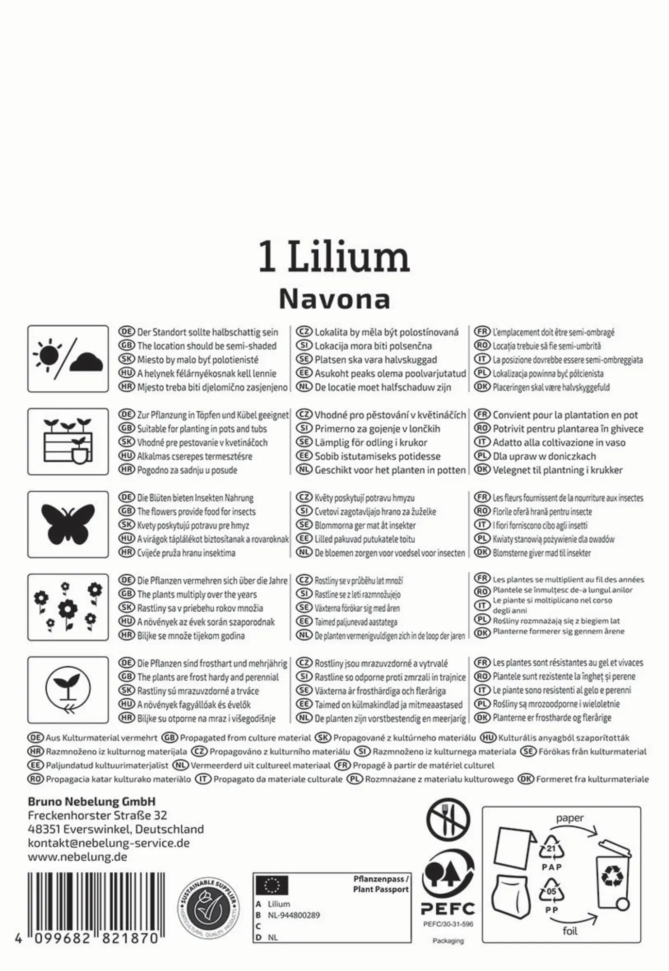 Kiepenkerl Frühjahrsblumenzwiebel Asiatische Lilie Navona 1 Stück