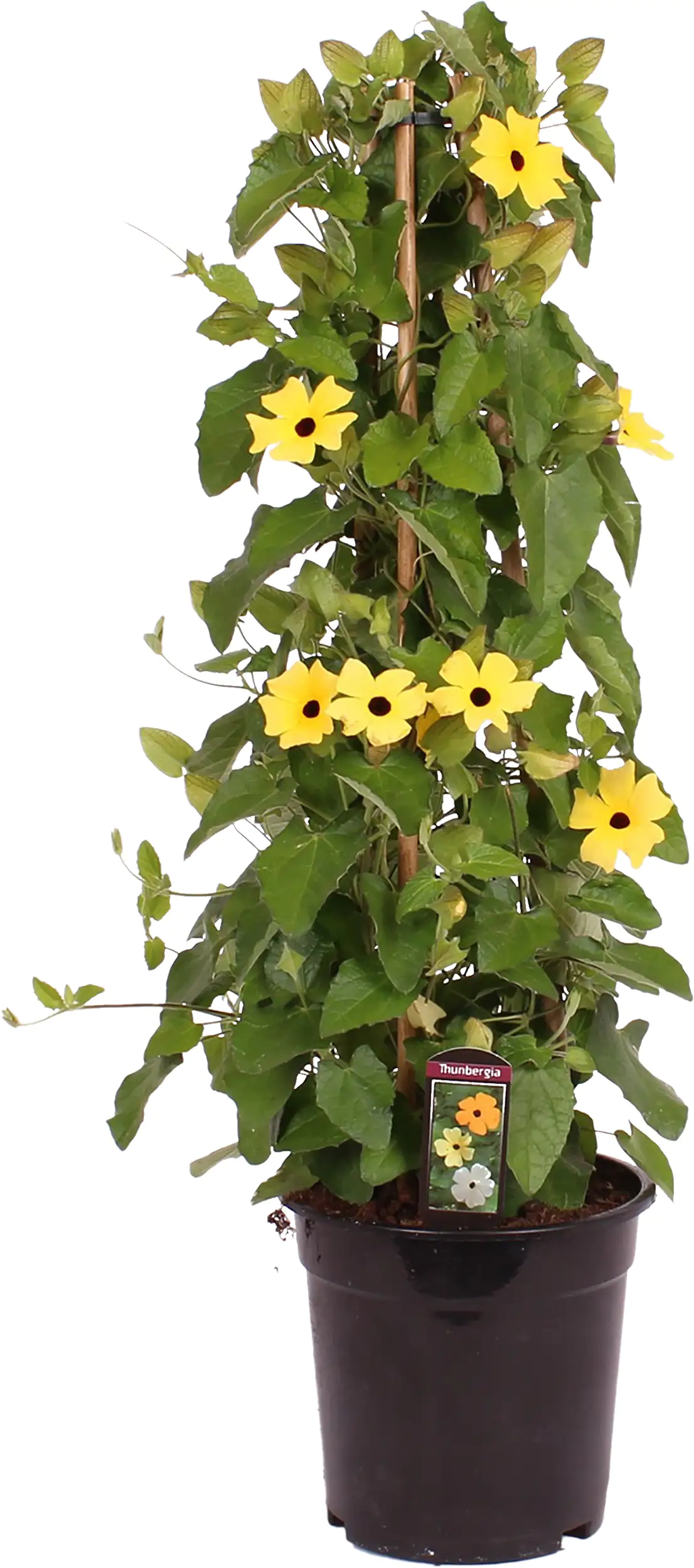 8717929517237_01 Schwarzäugige Susanne Pyramide H ca. 65 cm 19 cm Topf