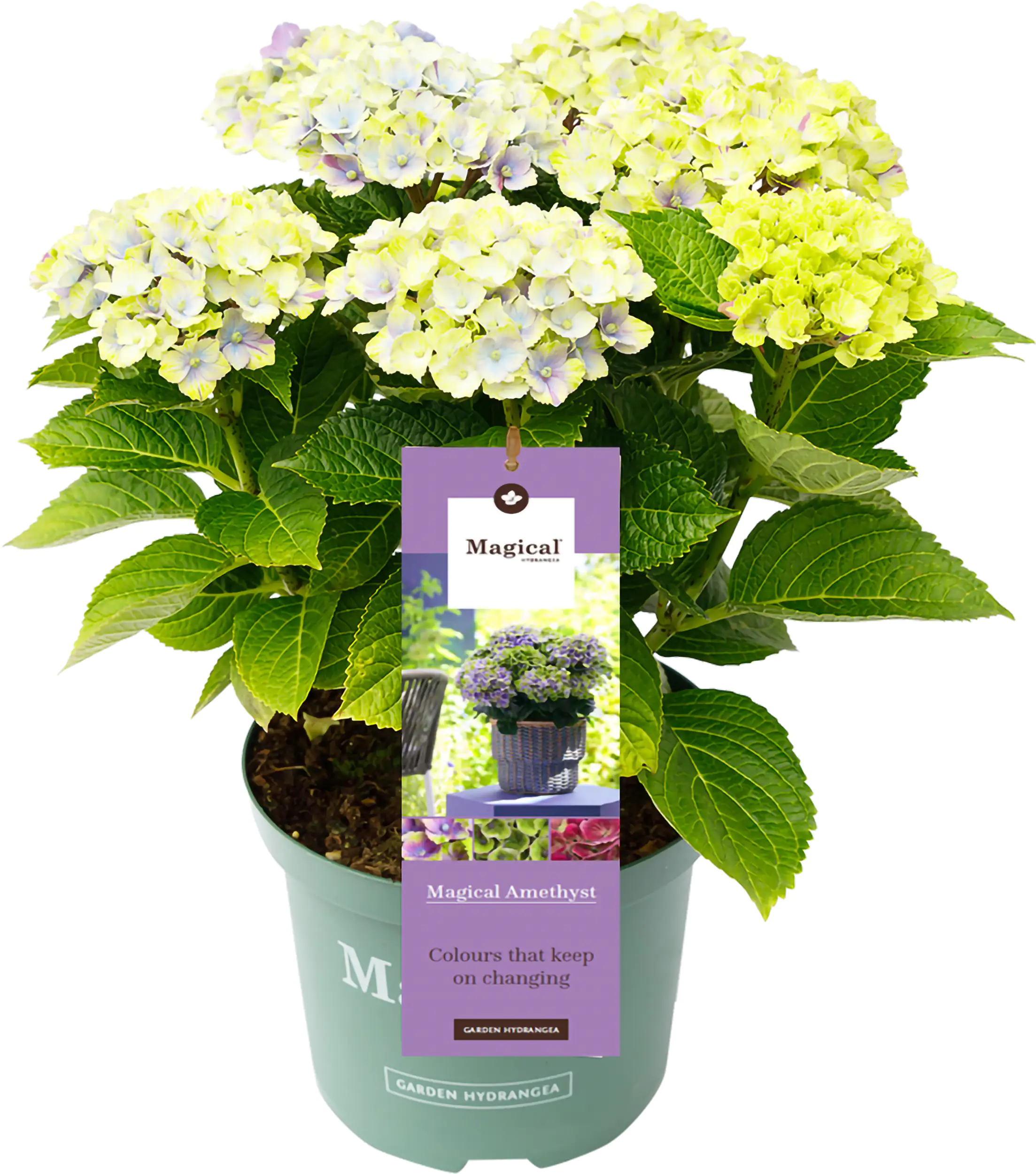 Gartenhortensie Hydrangea mac. Magical Ha ca. 30 cm 23 cm Topf Gartenhortensie Hydrangea mac. Magical Ha ca. 30 cm 23 cm Topf