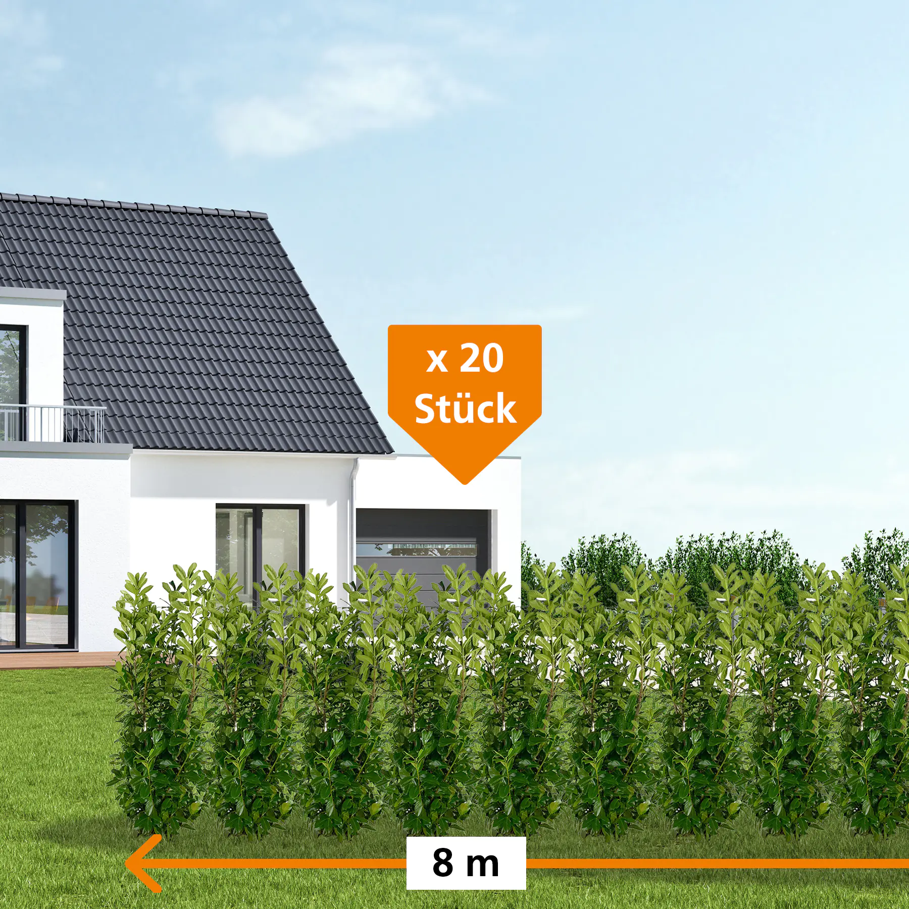 Kirschlorbeer Rotundifolia Prunus laur. Rotundifolia H 100 - 125 cm, 20 Stück