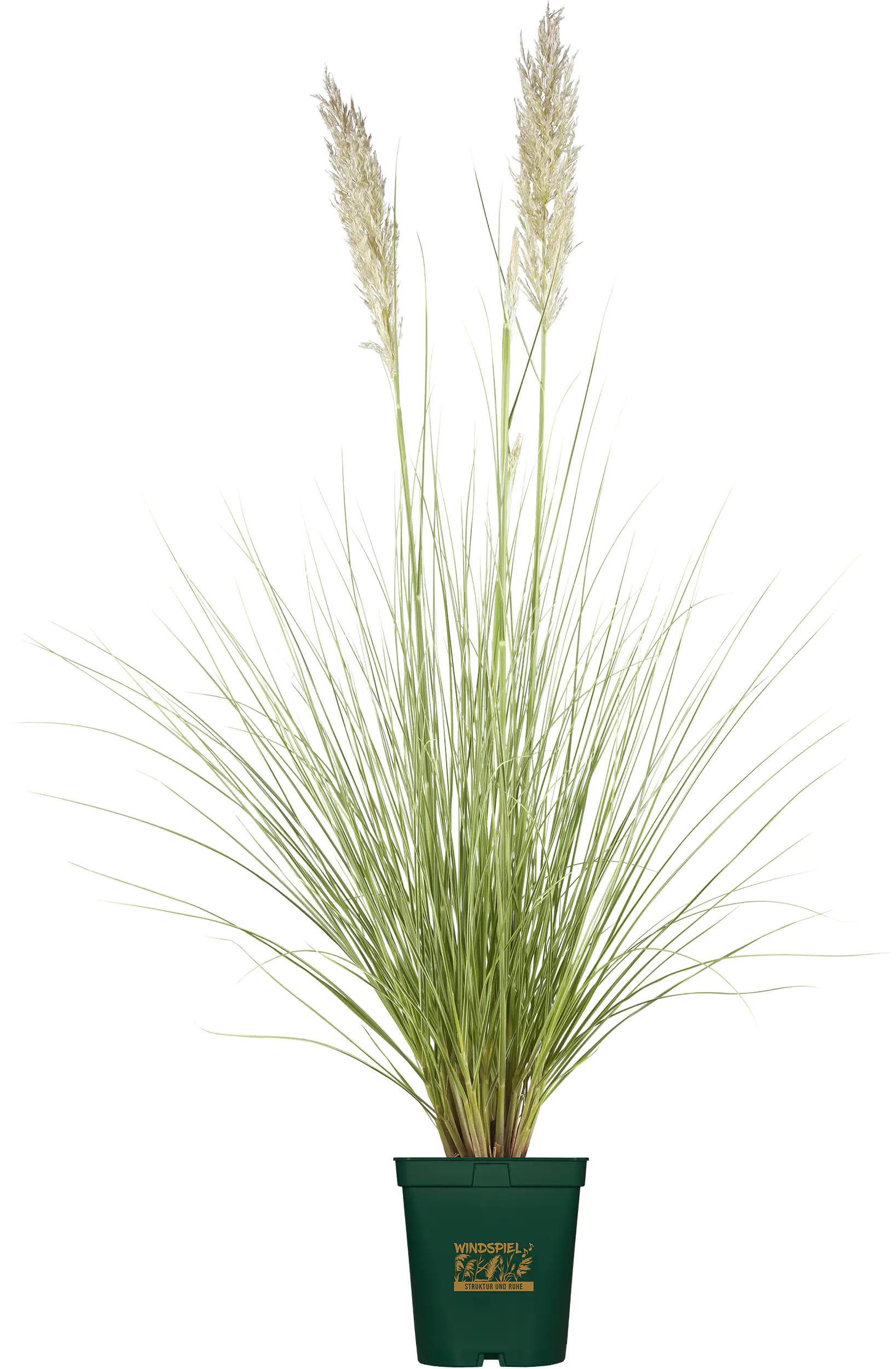 Pampasgras Cortaderia selloana Pumila H 80-120 cm 5 Liter Container