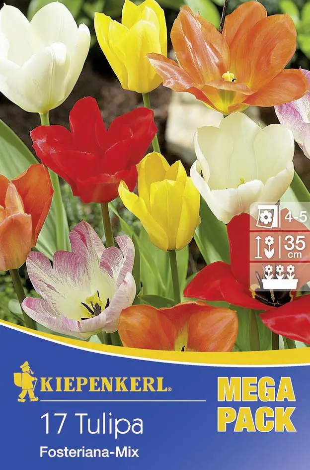 Kiepenkerl Blumenzwiebel Tulpe Fosteriana Tulipa fosteriana, Inhalt: 17 Stück