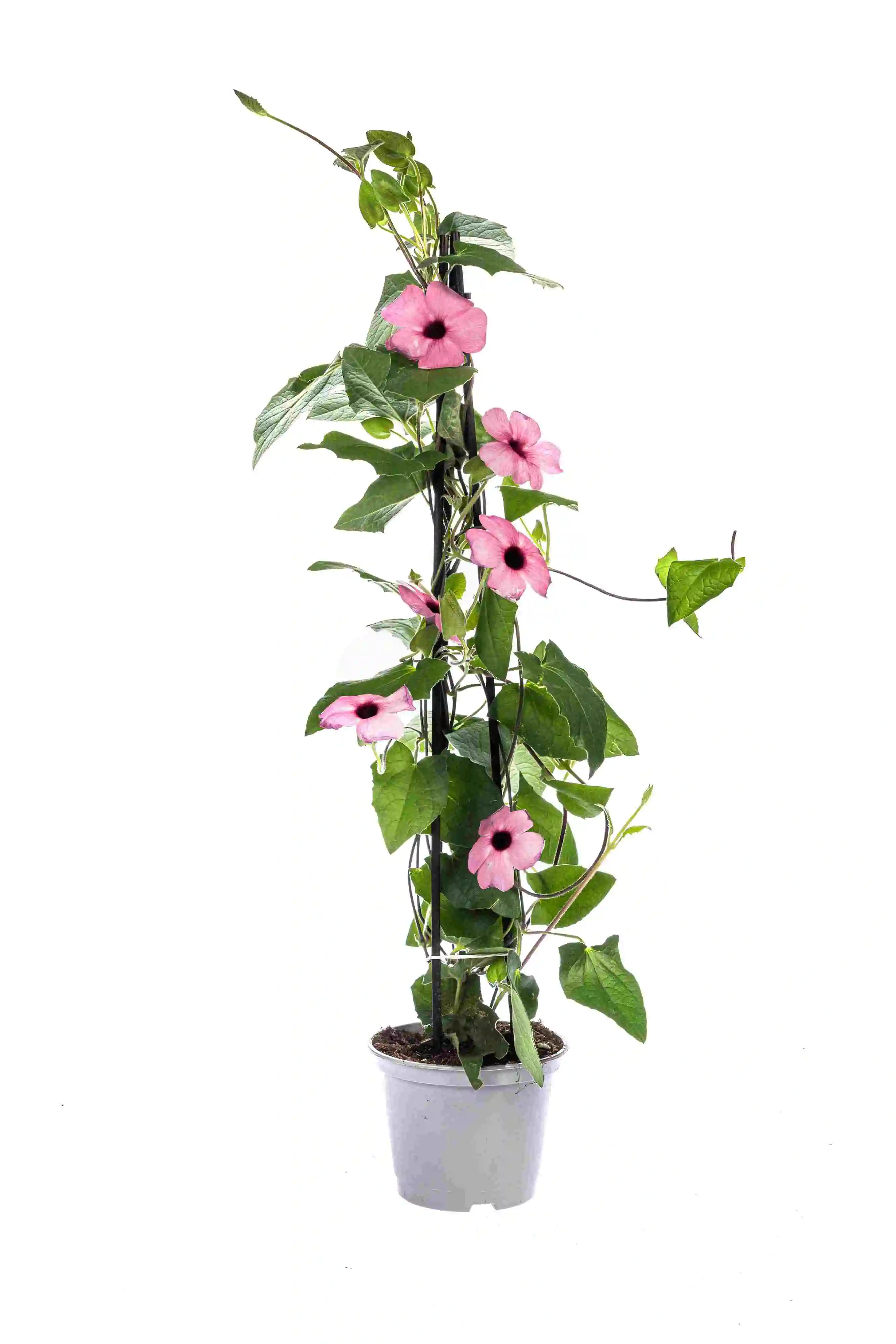 Schwarzäugige Susanne Thunbergia im 13 cm Topf Schwarzäugige Susanne Thunbergia im 13 cm Topf