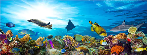 4251050564424 Deco-Glas Bild - Aquarium 80 x 30 cm