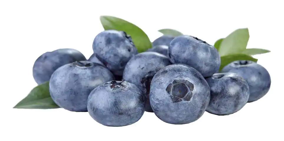 Bio Beerenobst Heidelbeere Vaccinium 3 Liter Topf 