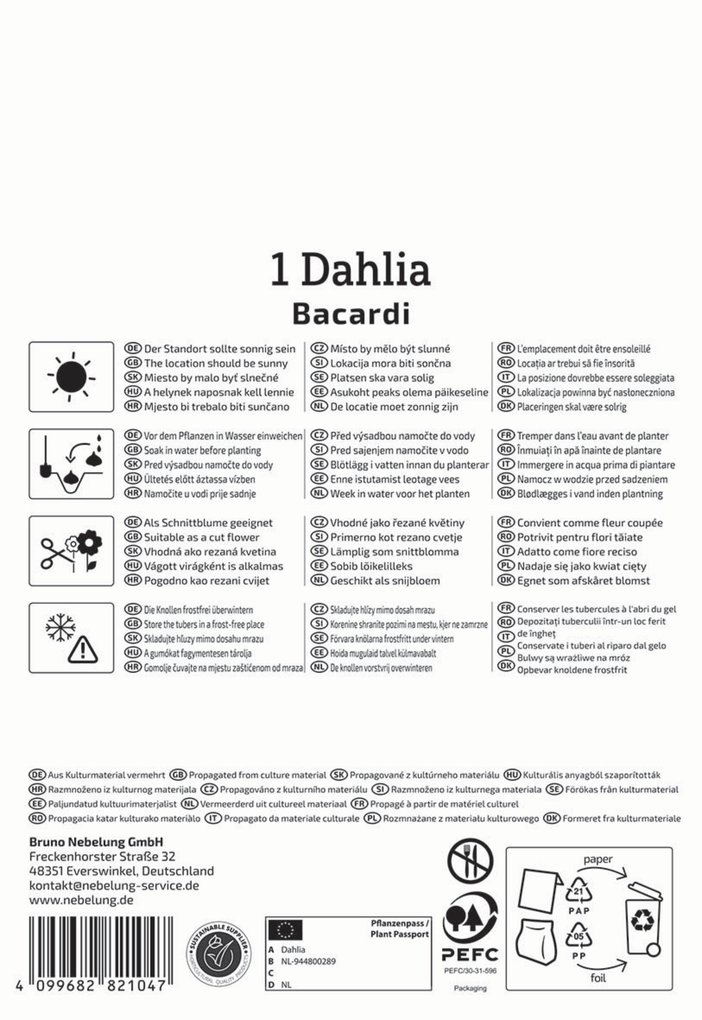 Kiepenkerl Profi-Line Frühjahrsblumenzwiebel Dekorative Dahlie Bacardi 1 Stück