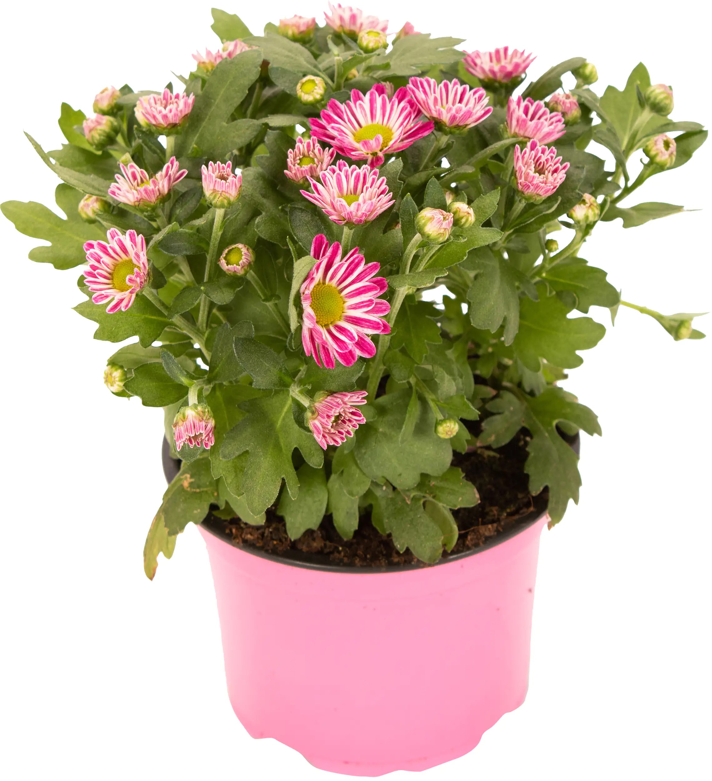 8717432562953_03 Chrysantheme Swifty H ca 20 cm 10,5 cm Topf