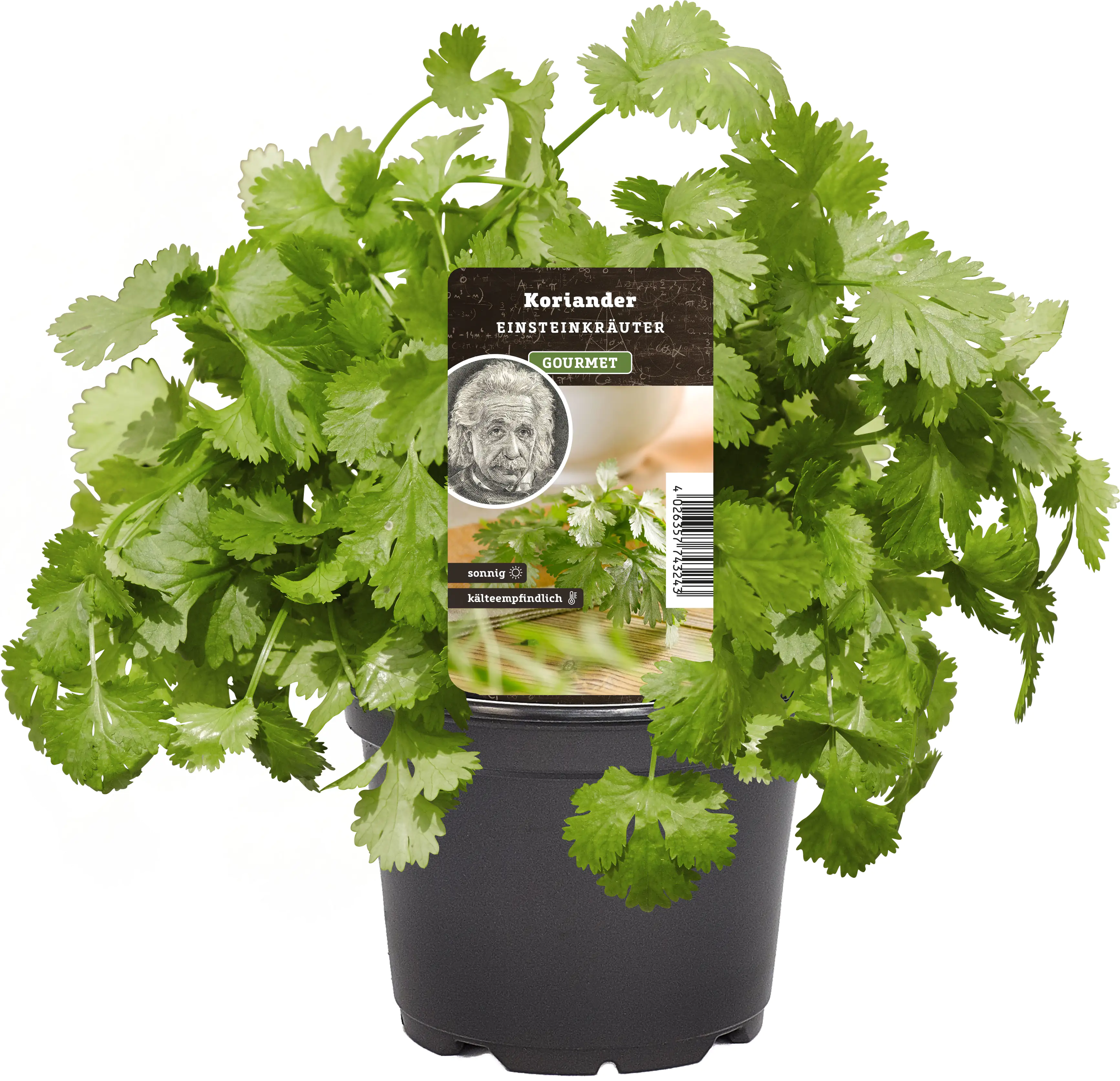 Einsteinkräuter Koriander 12 cm Topf