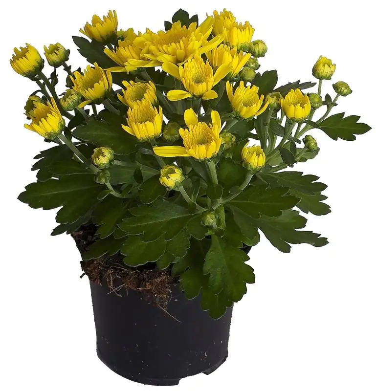 Chrysantheme Garden Mums 12 cm Topf Chrysantheme Garden Mums 12 cm Topf