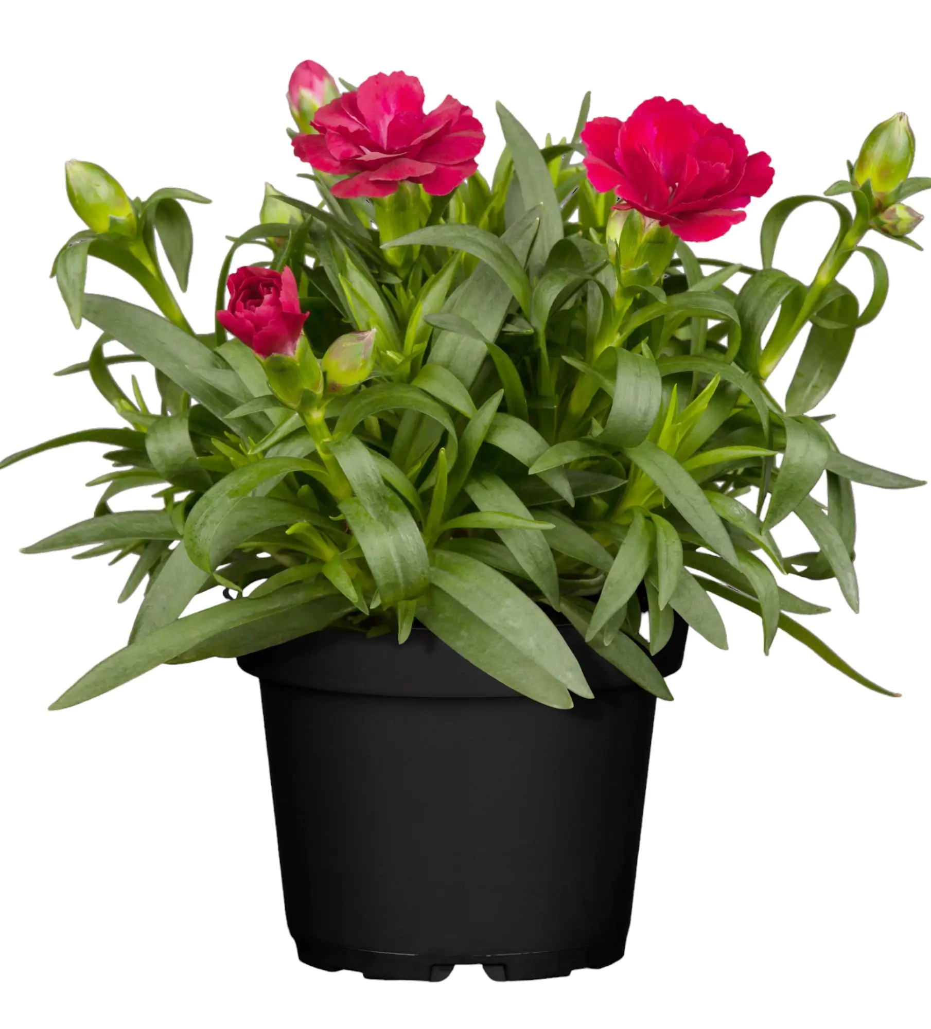 Nelken Dianthus Sondersorten H 20 - 30 cm 15 cm Topf