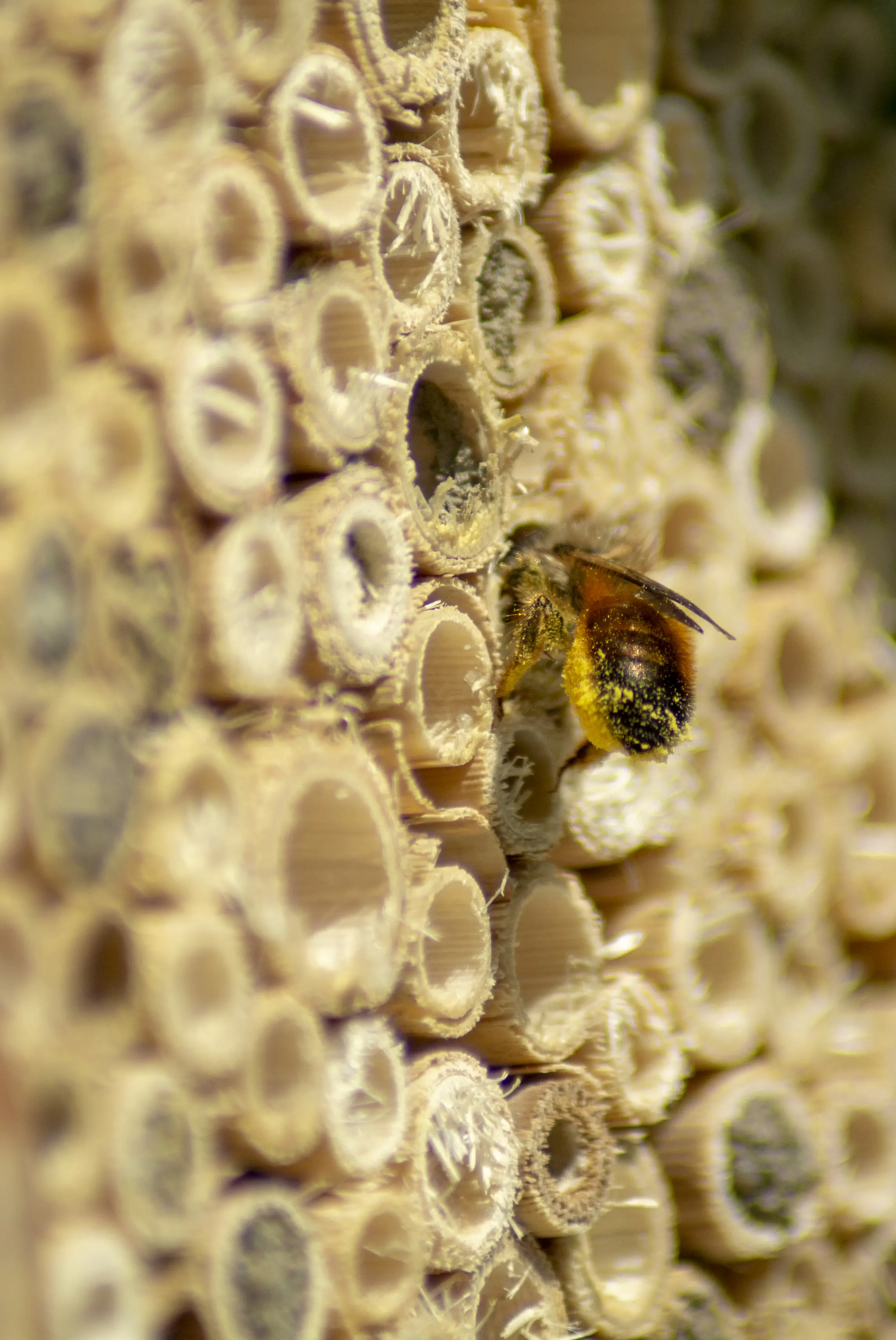 Dobar Insektenhotel Nisthilfe Zedernholz 15,5 x 12 x 19,5 cm natur