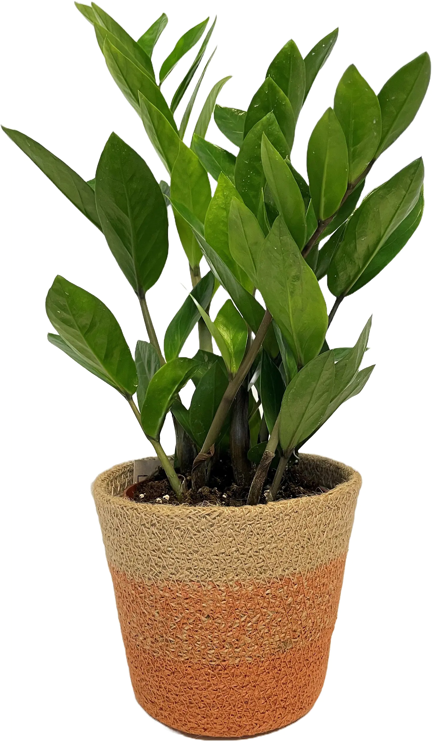 Glücksfeder Zamioculcas im Korb H 40 cm 12 cm Korb