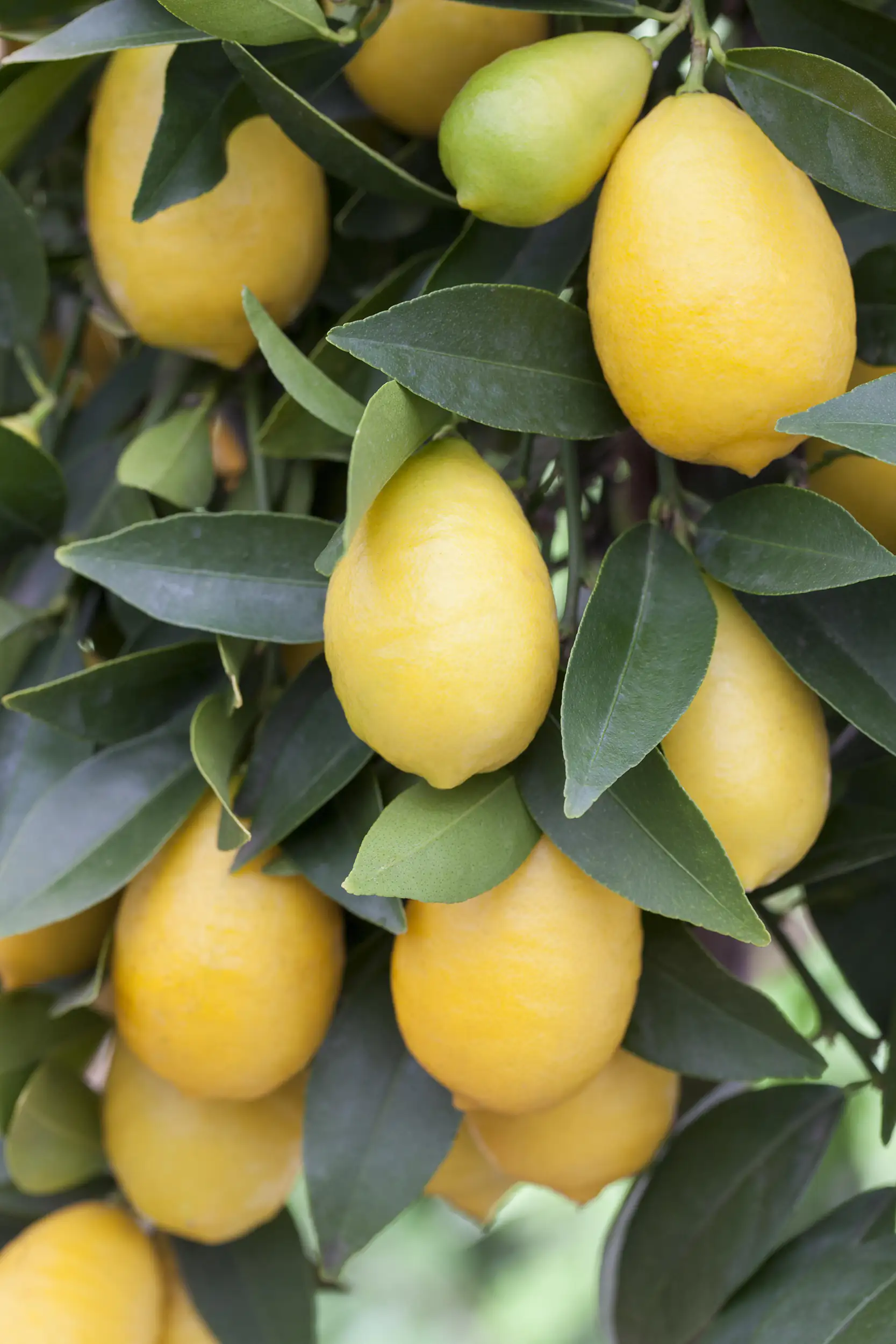 8717929957088_01 Zitronenbaum Citrus Limon H ca 80 cm 23 cm Topf