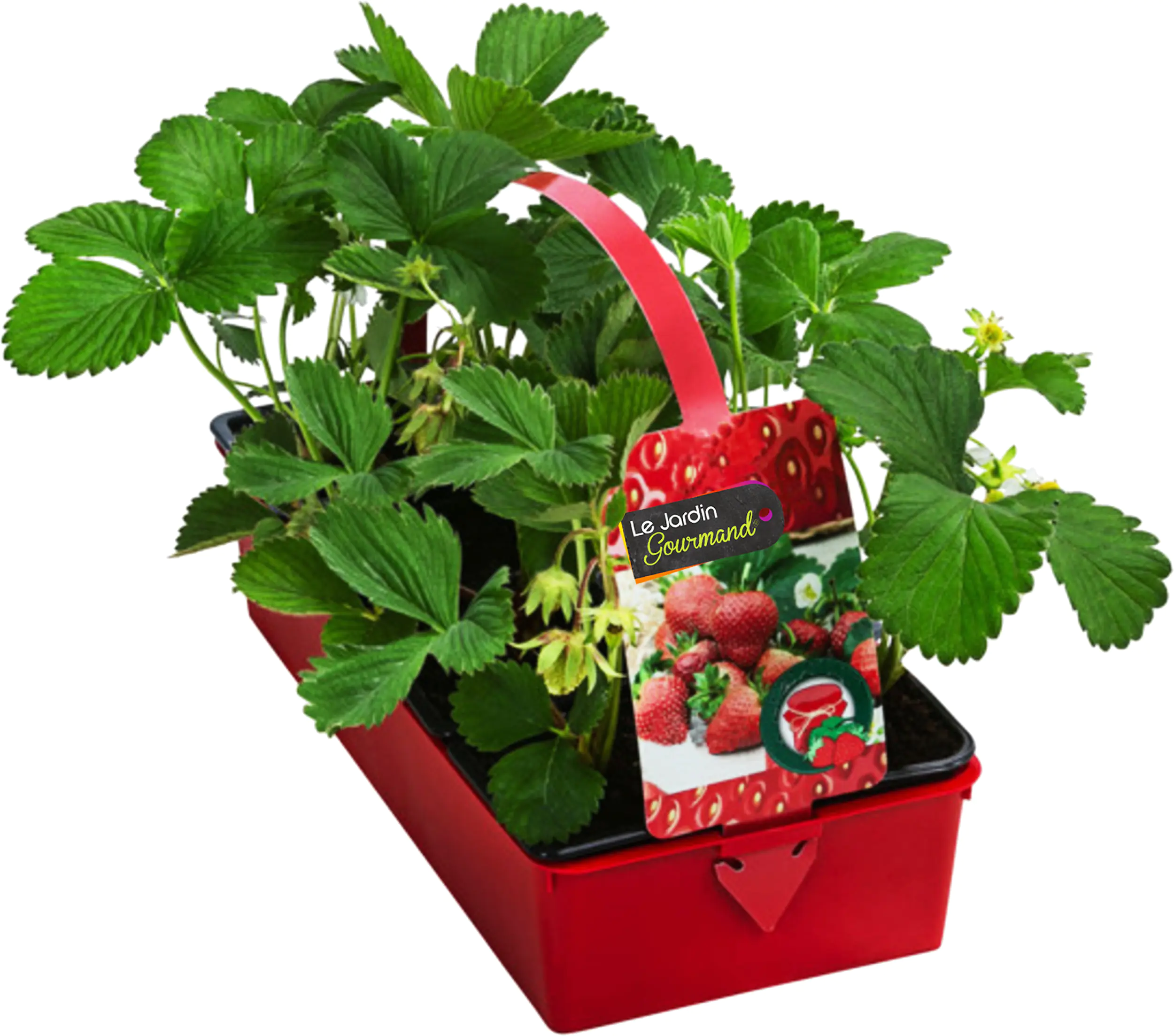 Fragaria x ananassa Elan-Erdbeere 6er Tray 9 cm  Fragaria x ananassa Elan-Erdbeere 6er Tray 9 cm