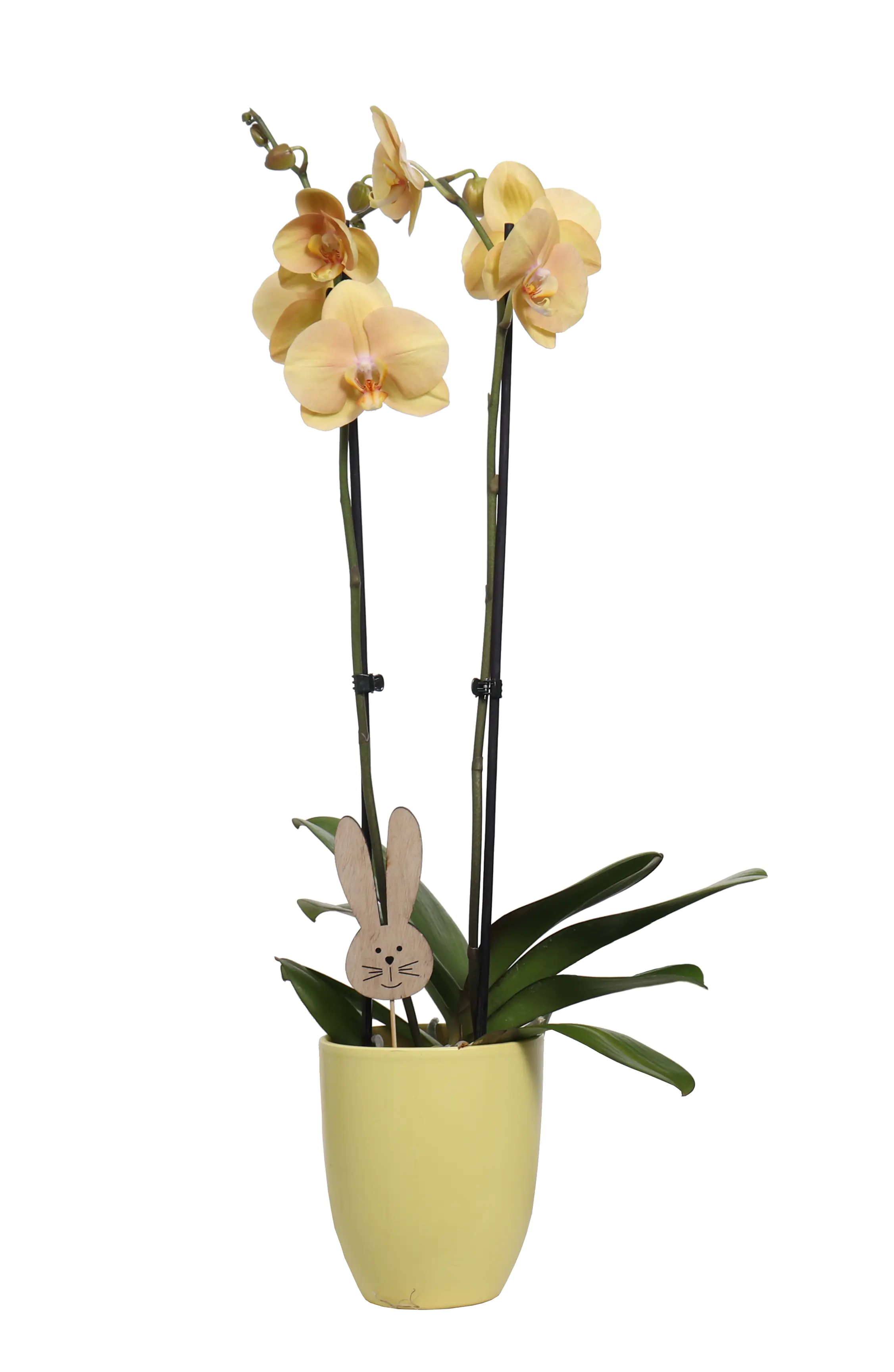 Phalaenopsis Orchidee im Keramiktopf mit Osternhase 12 cm  Phalaenopsis Orchidee im Keramiktopf mit Osternhase 12 cm