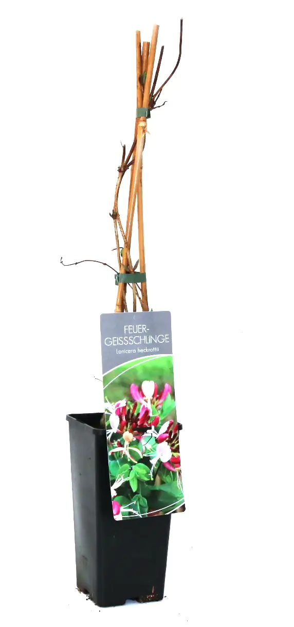 4029395035004 Feuergeißschlinge 2 L Eckcontainer